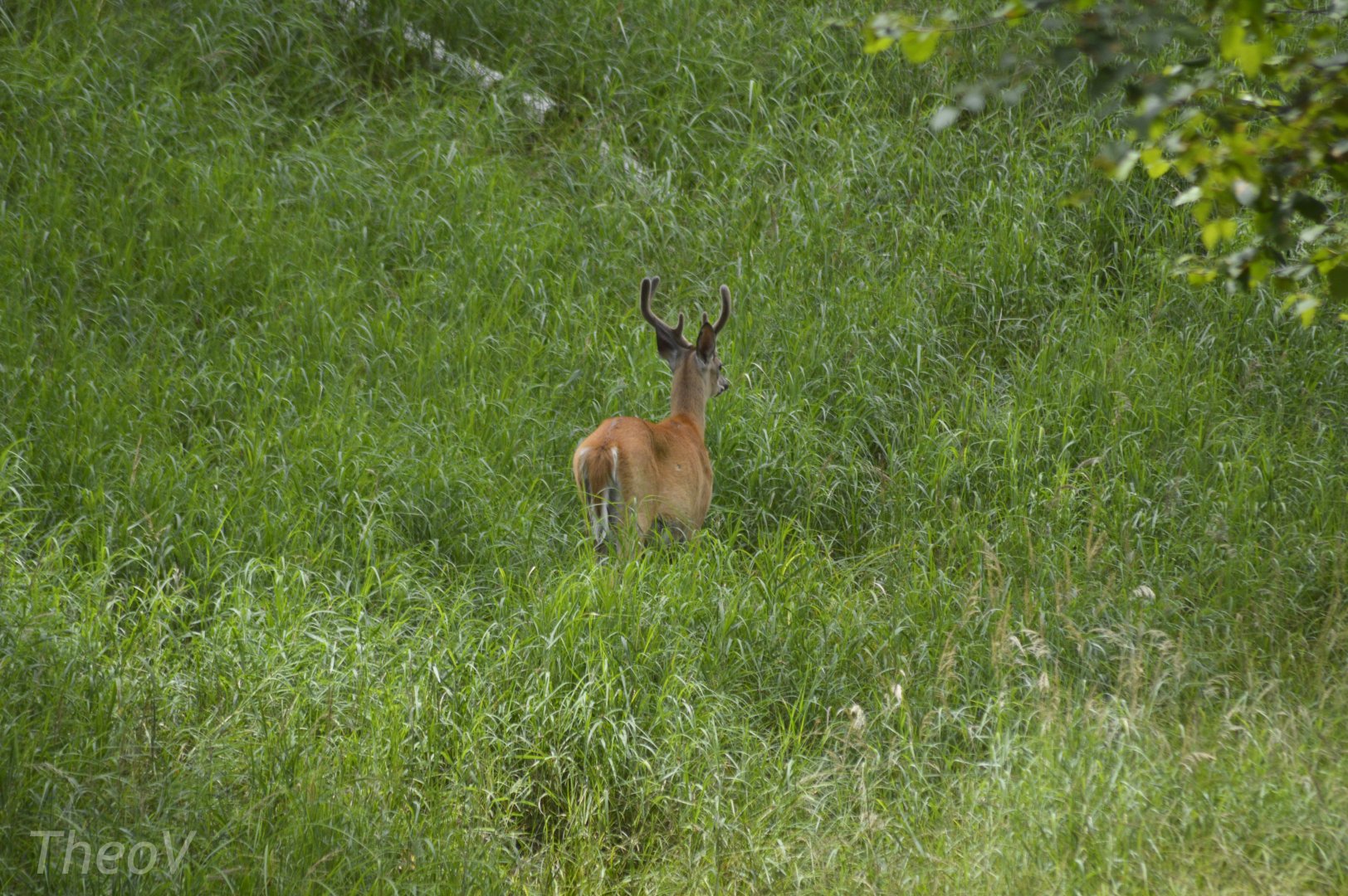 White-tailed deer [2018]