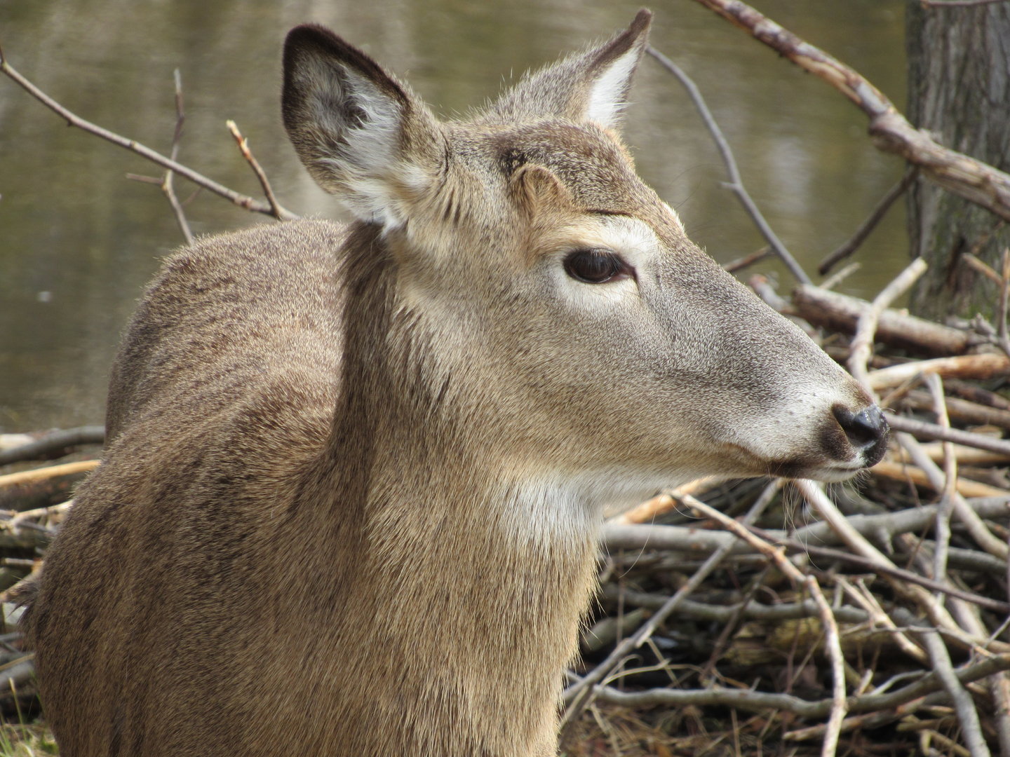 White-tailed Deer - 4/8/23