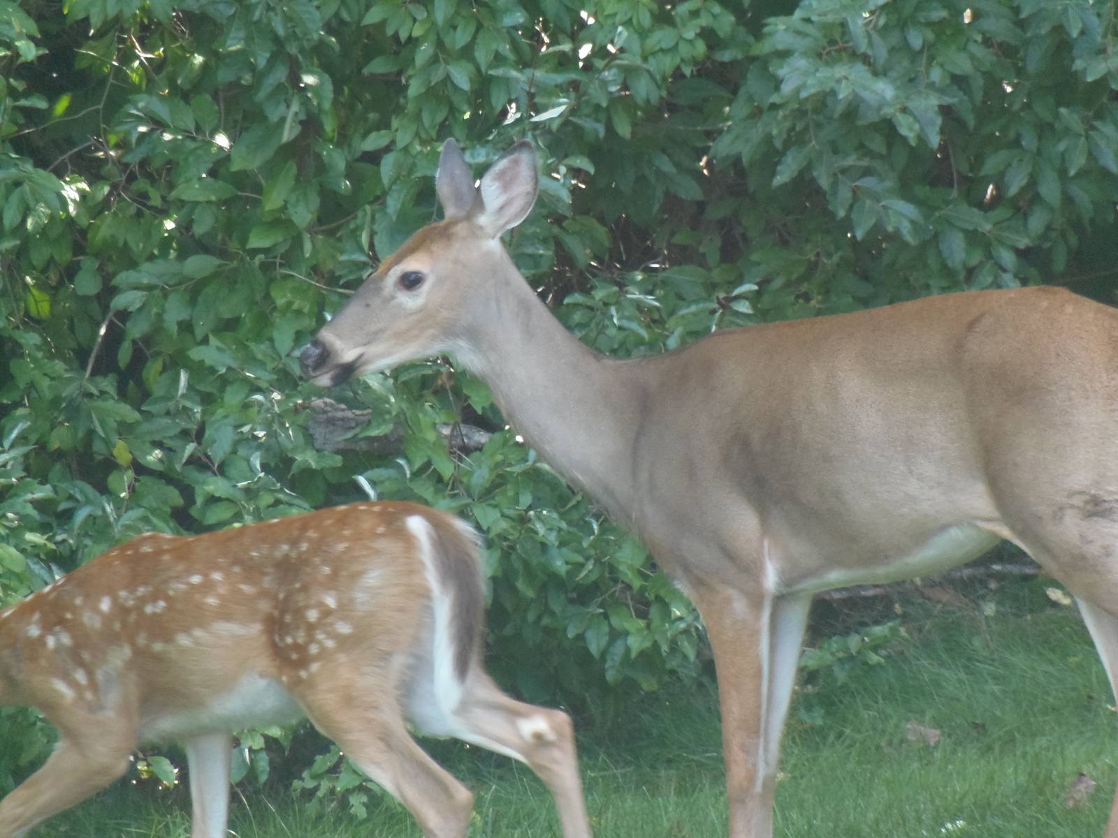 White-Tailed Deer and Fawn