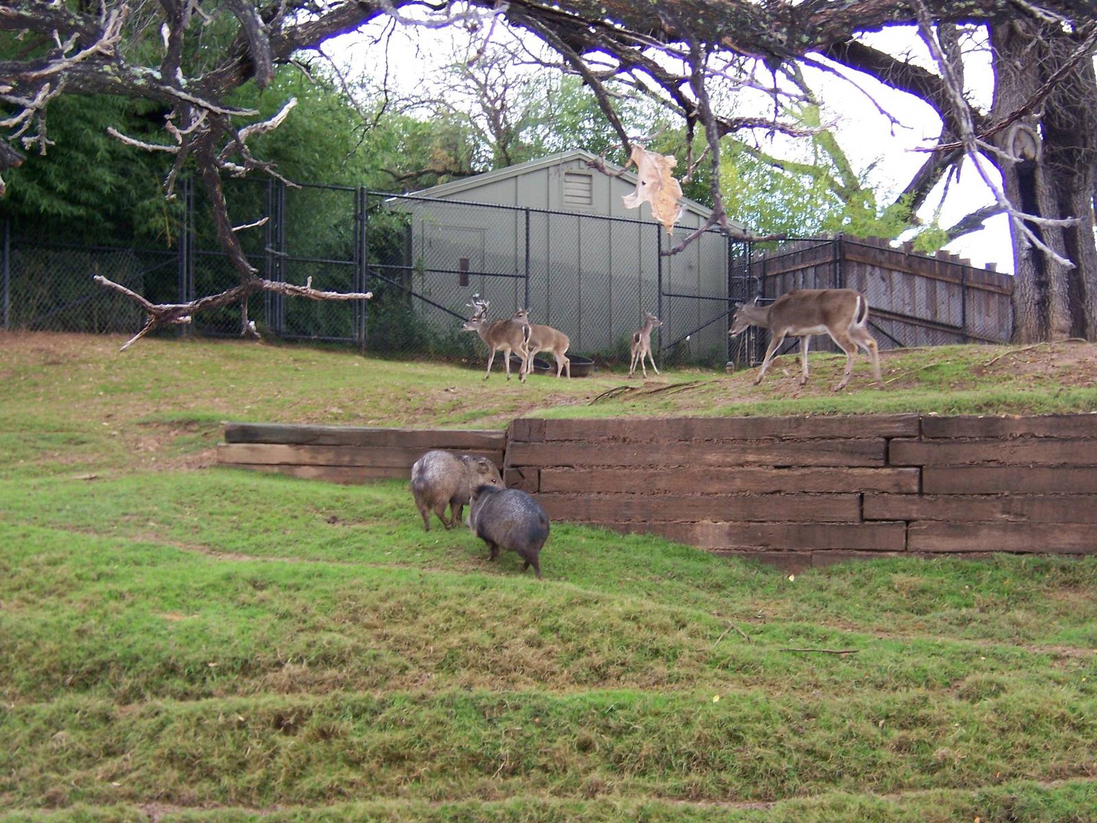 White-tailed deer and peccary