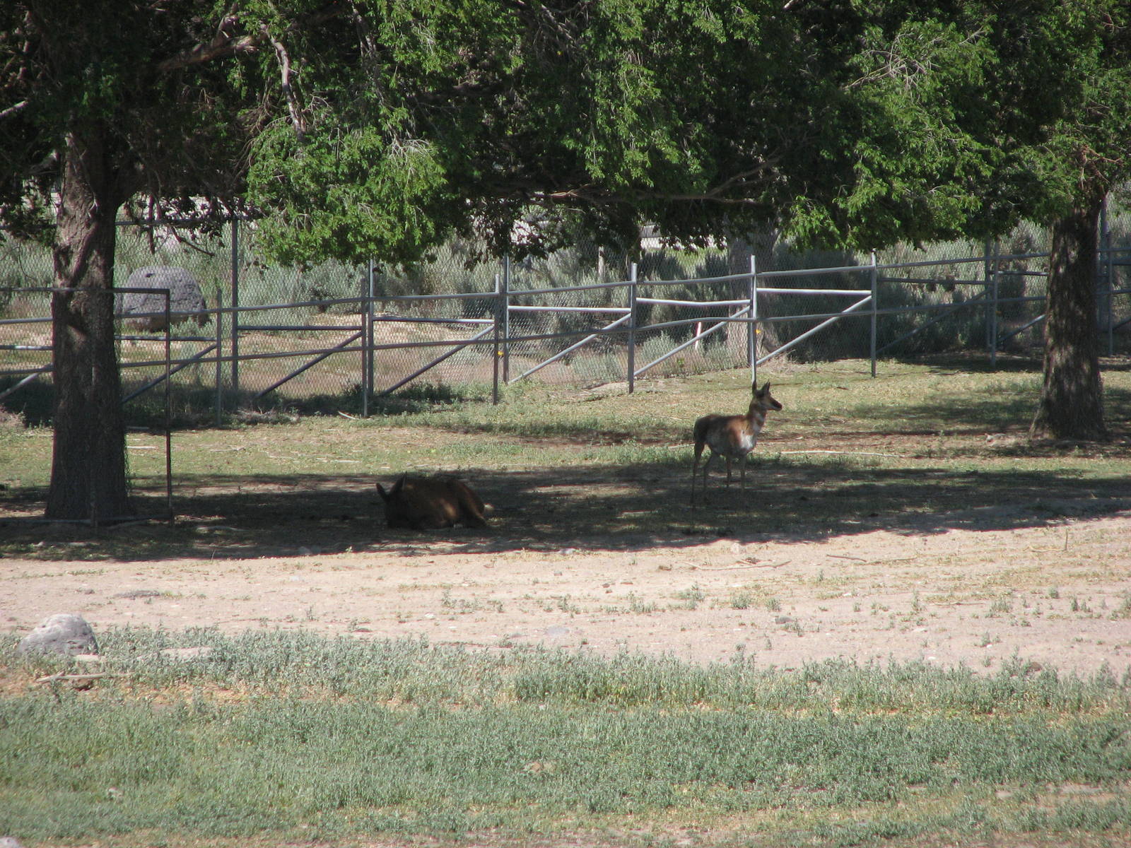 White-tailed Deer and Pronghorn