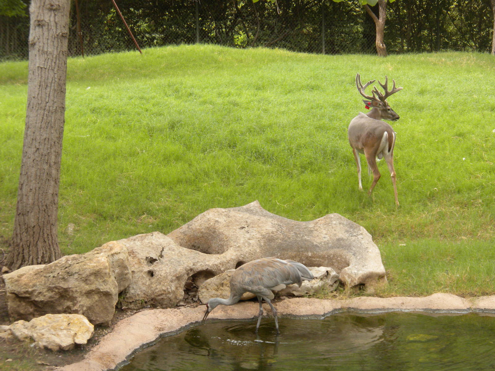 White Tailed Deer and Sandhill Crane