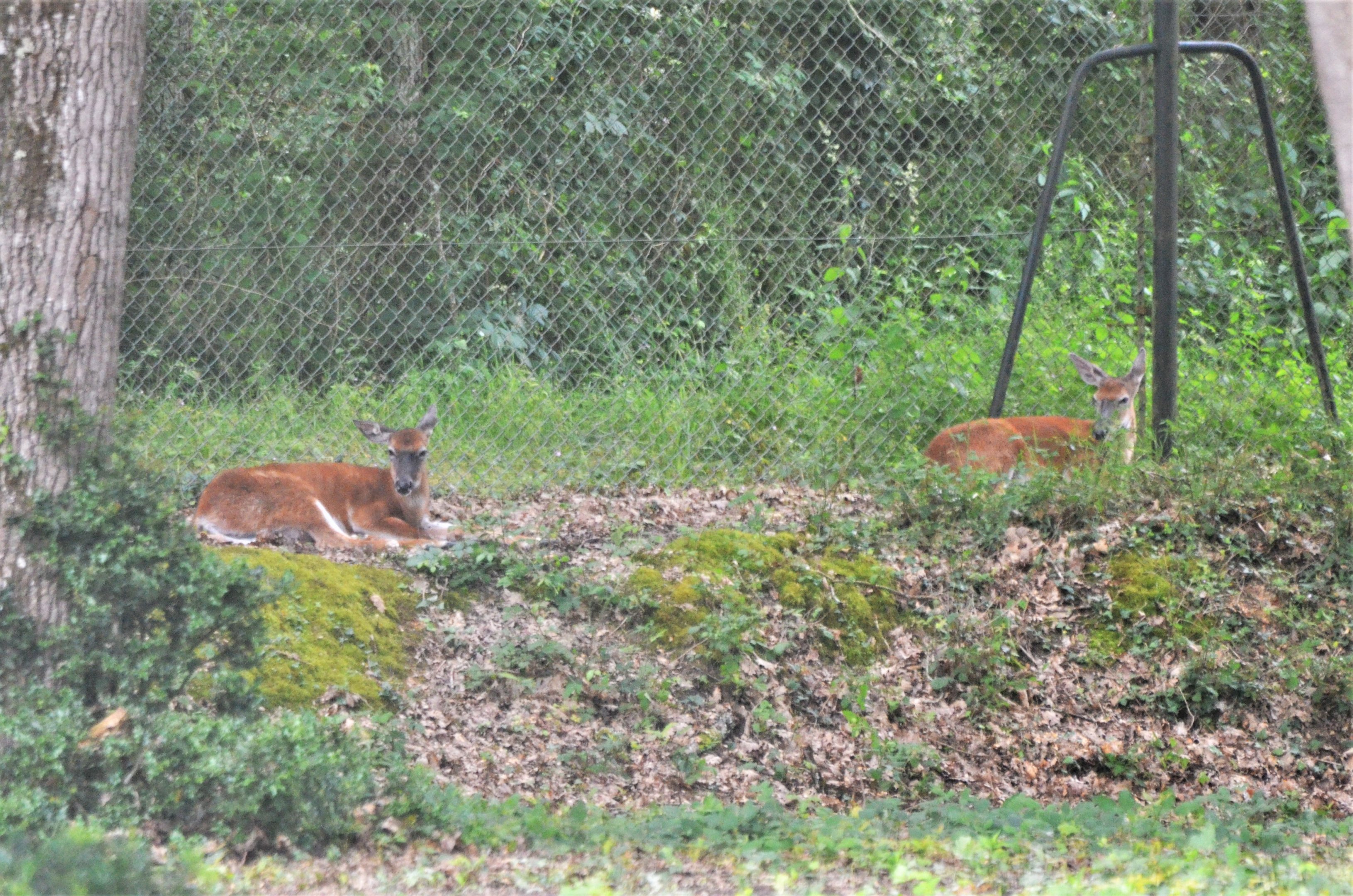 White-tailed Deer at Haute-Touche, 14/06/18