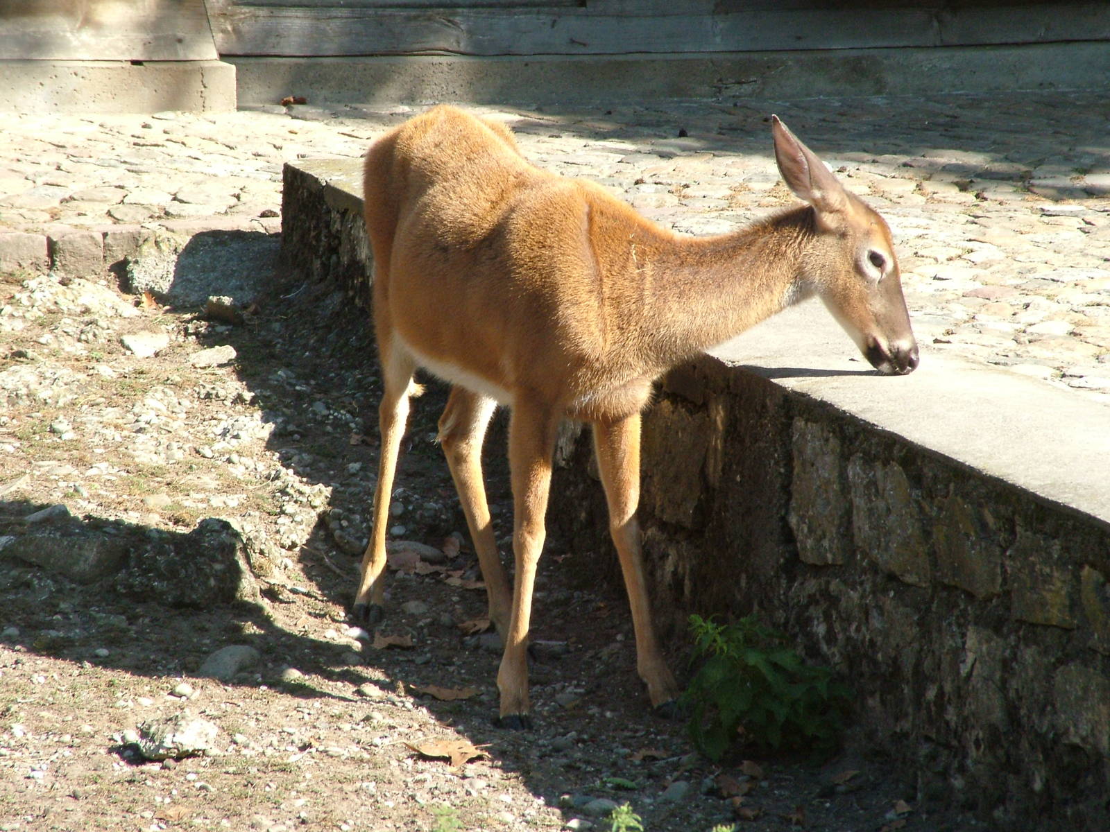 White-tailed Deer at Lange Erlen, 30/08/09