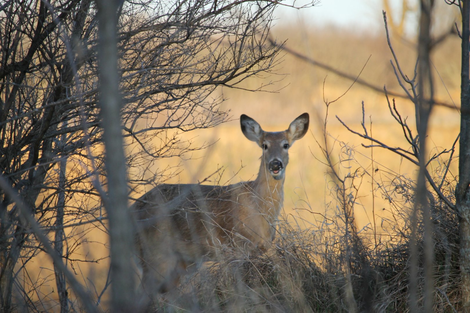 White-tailed deer at sunset