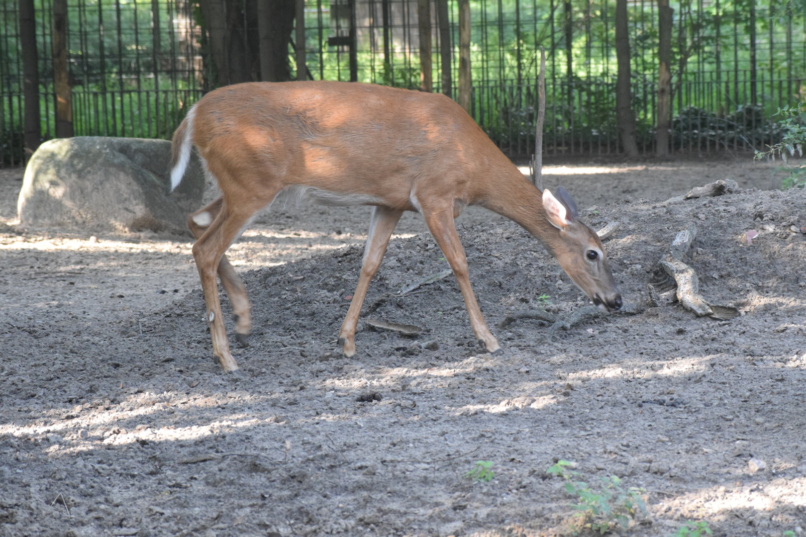 White-tailed deer - August 2023