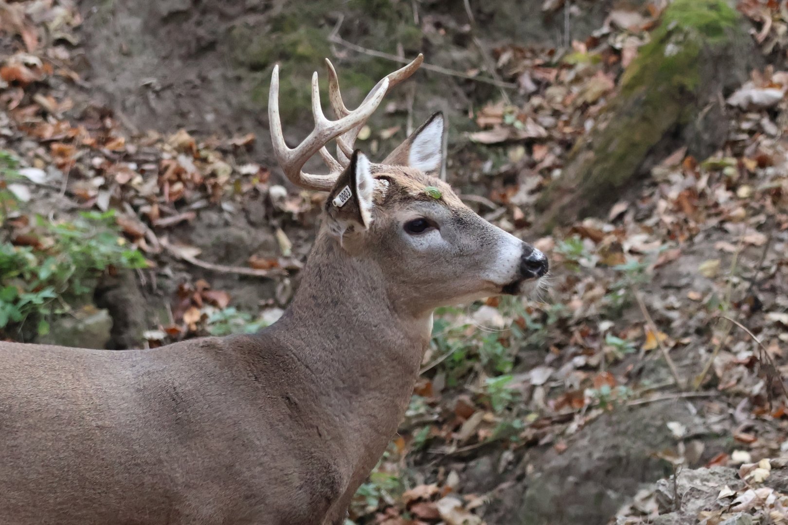 White Tailed Deer Buck