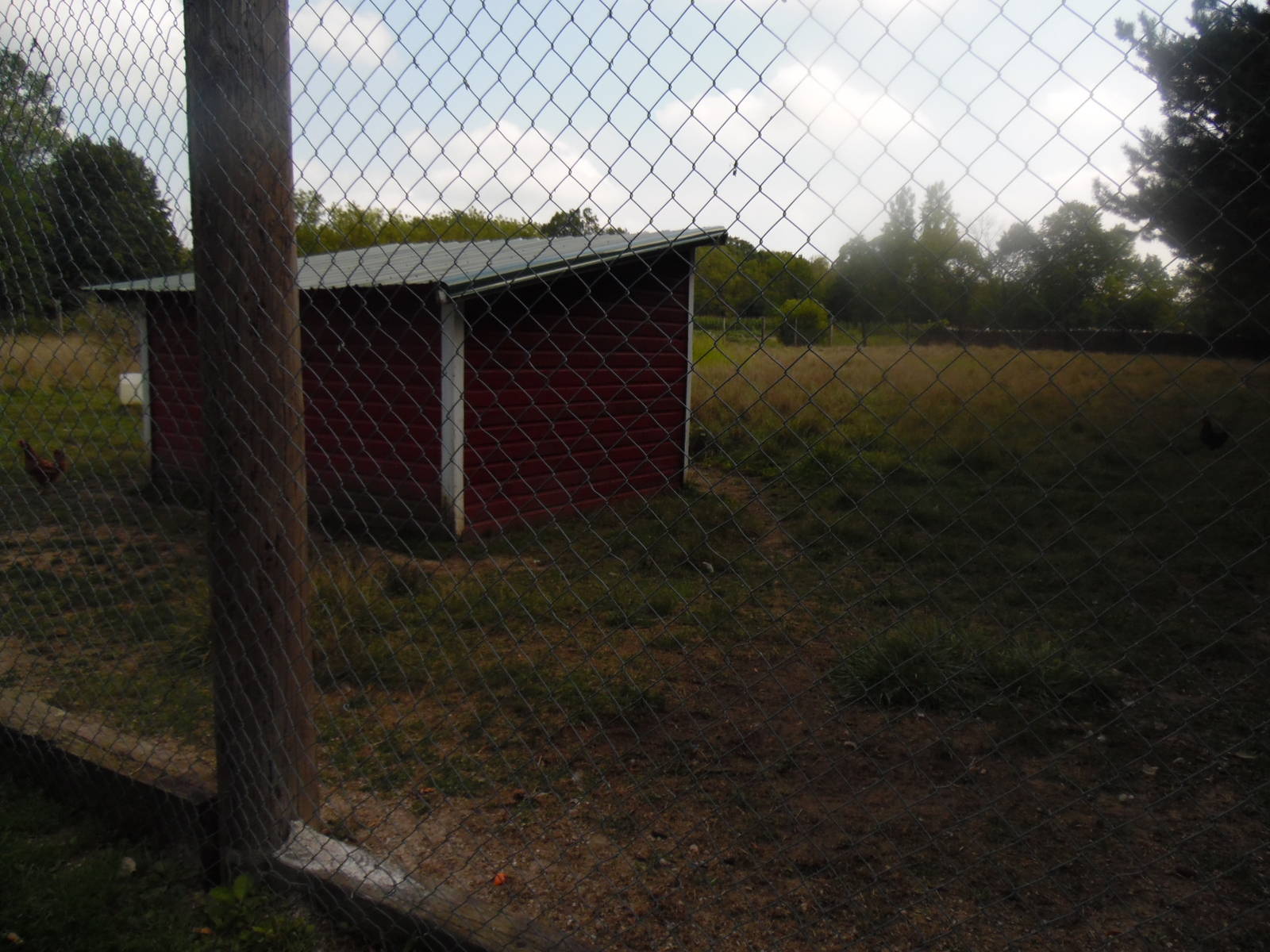 White-tailed Deer/Chicken Exhibit