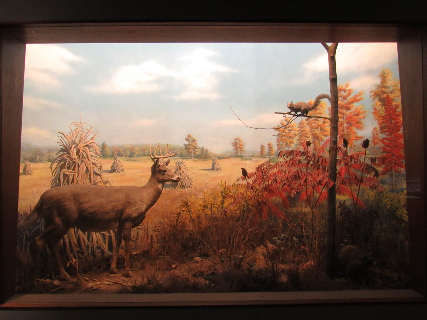 White Tailed Deer Diorama