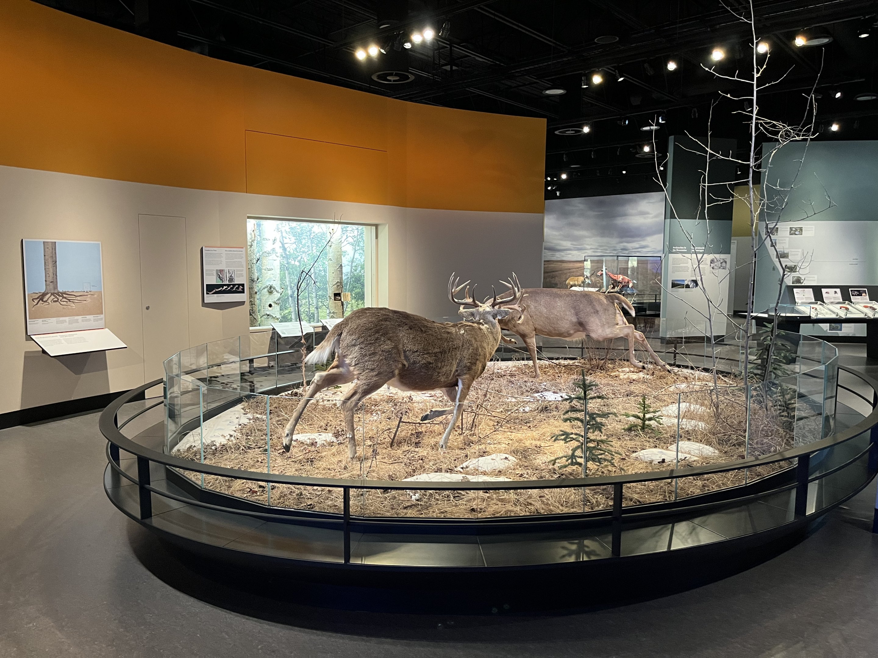 White-tailed Deer Diorama