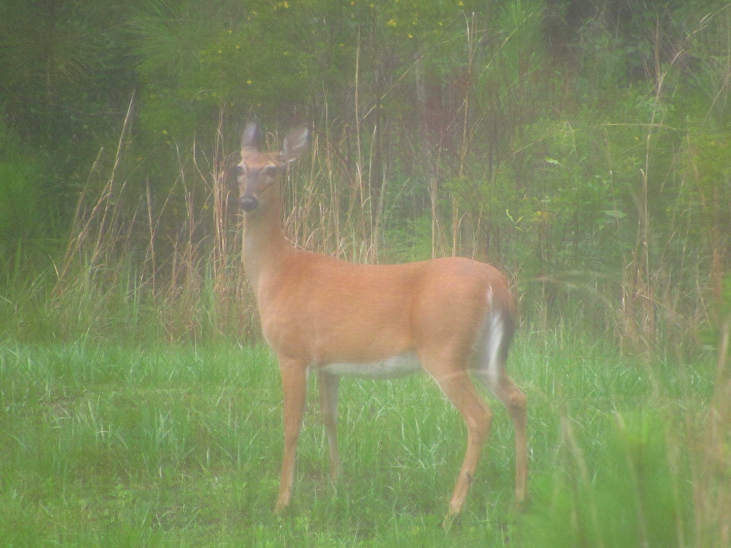 White-Tailed Deer Doe