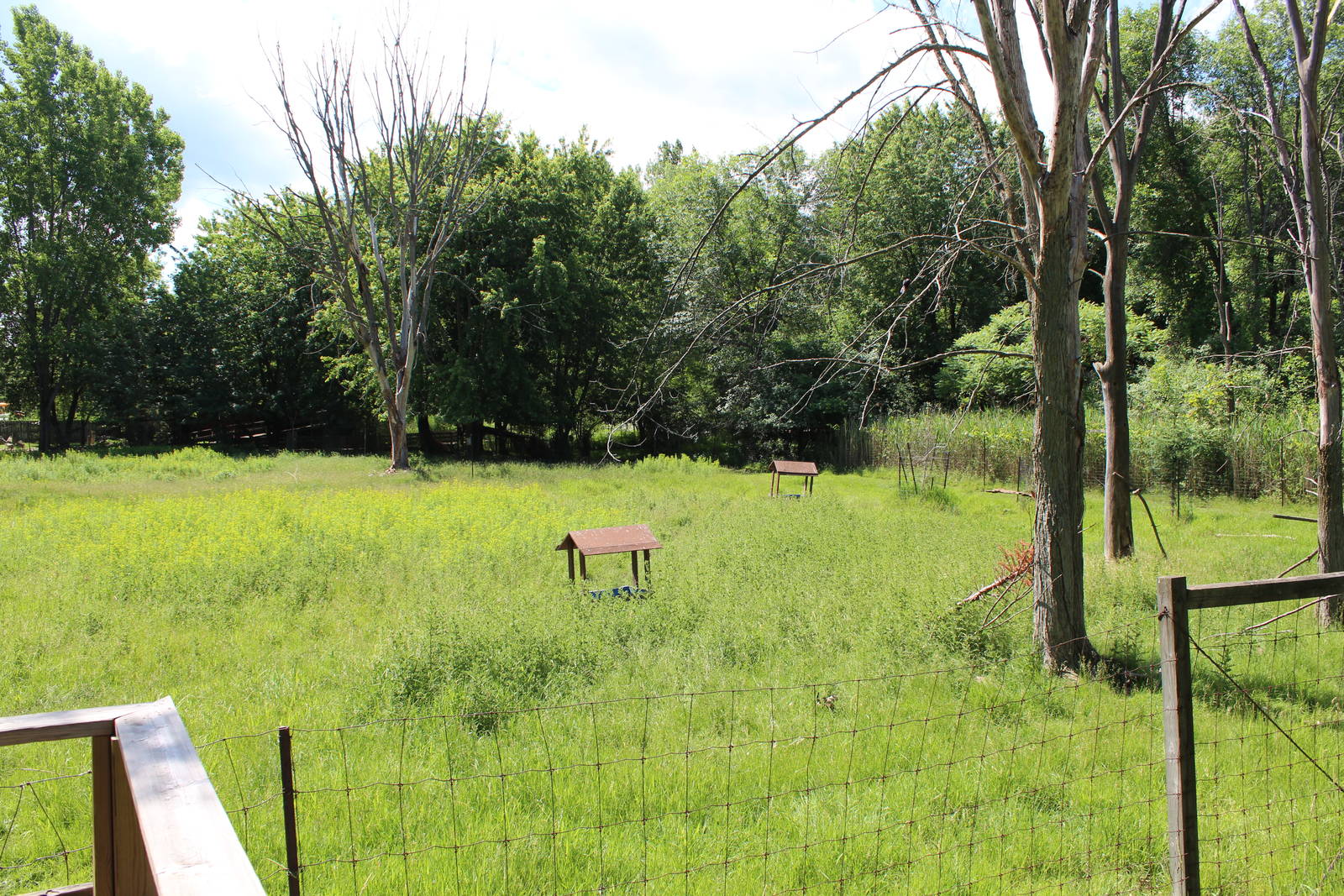 White-tailed Deer Enclosure - June 2016