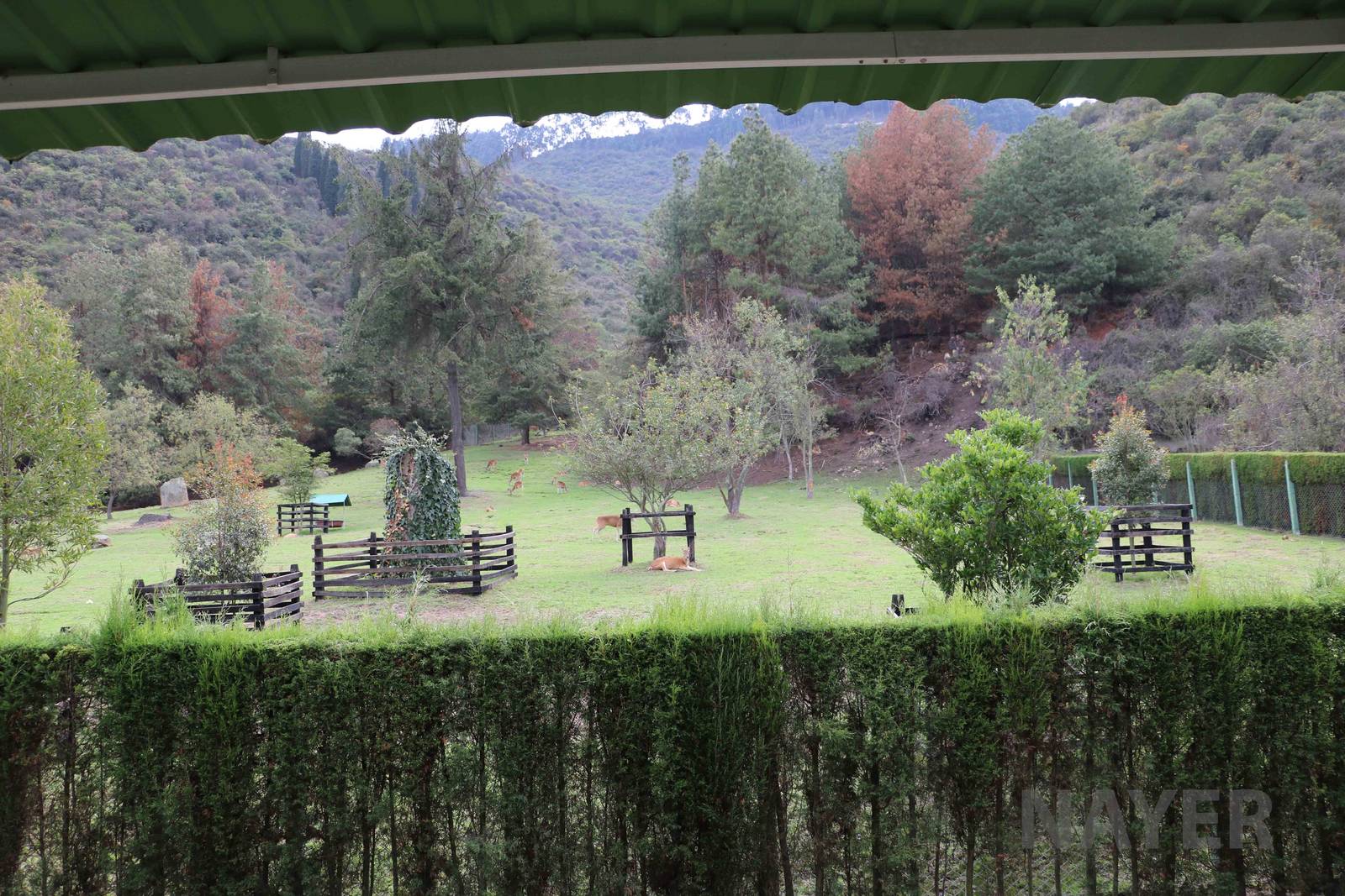 White-tailed deer enclosure, March 2016