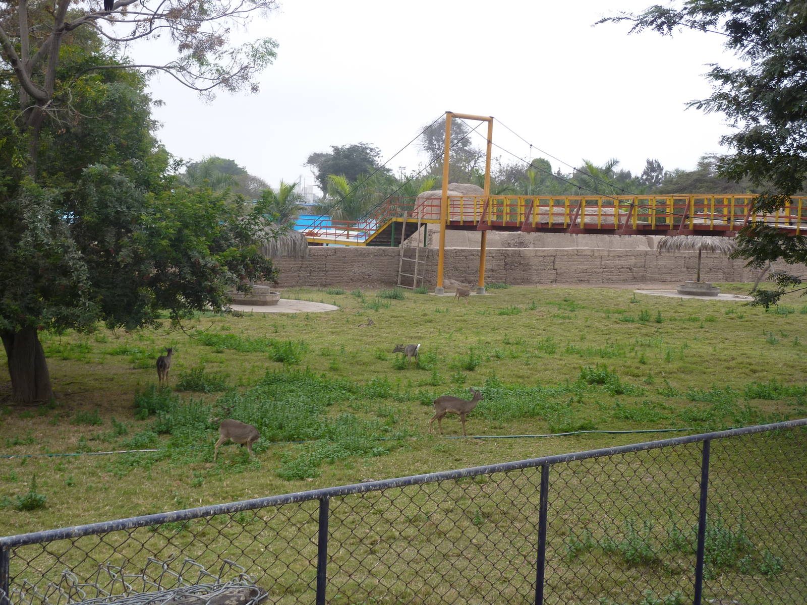 White-tailed Deer enclosure