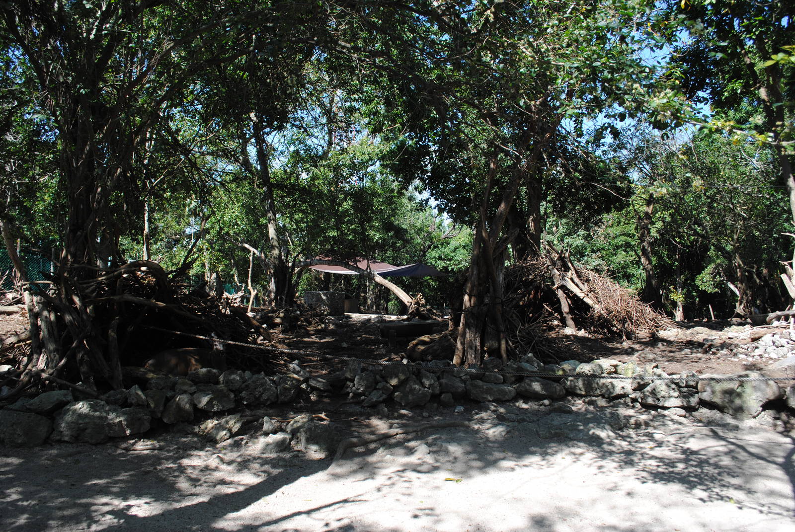 White-tailed Deer enclosure