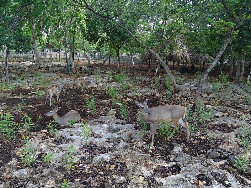 White-tailed deer enclosure