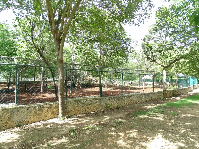 White-tailed deer enclosure