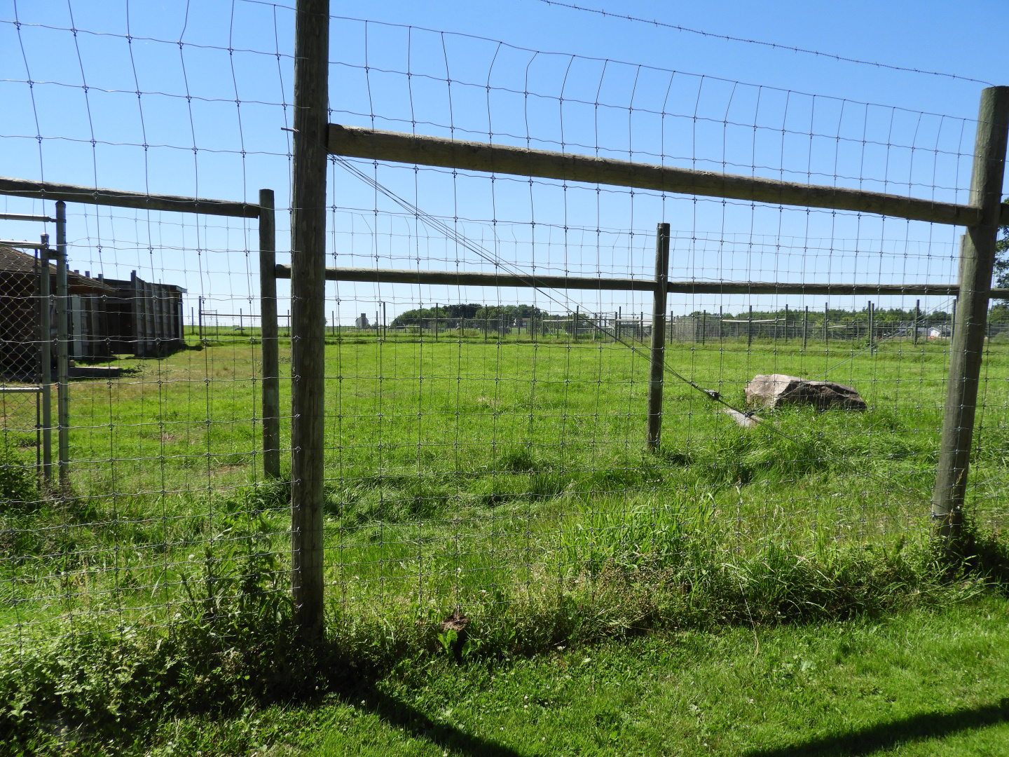 White-Tailed Deer exhibit #2 - Zoo Drive - Wildwood Zoo