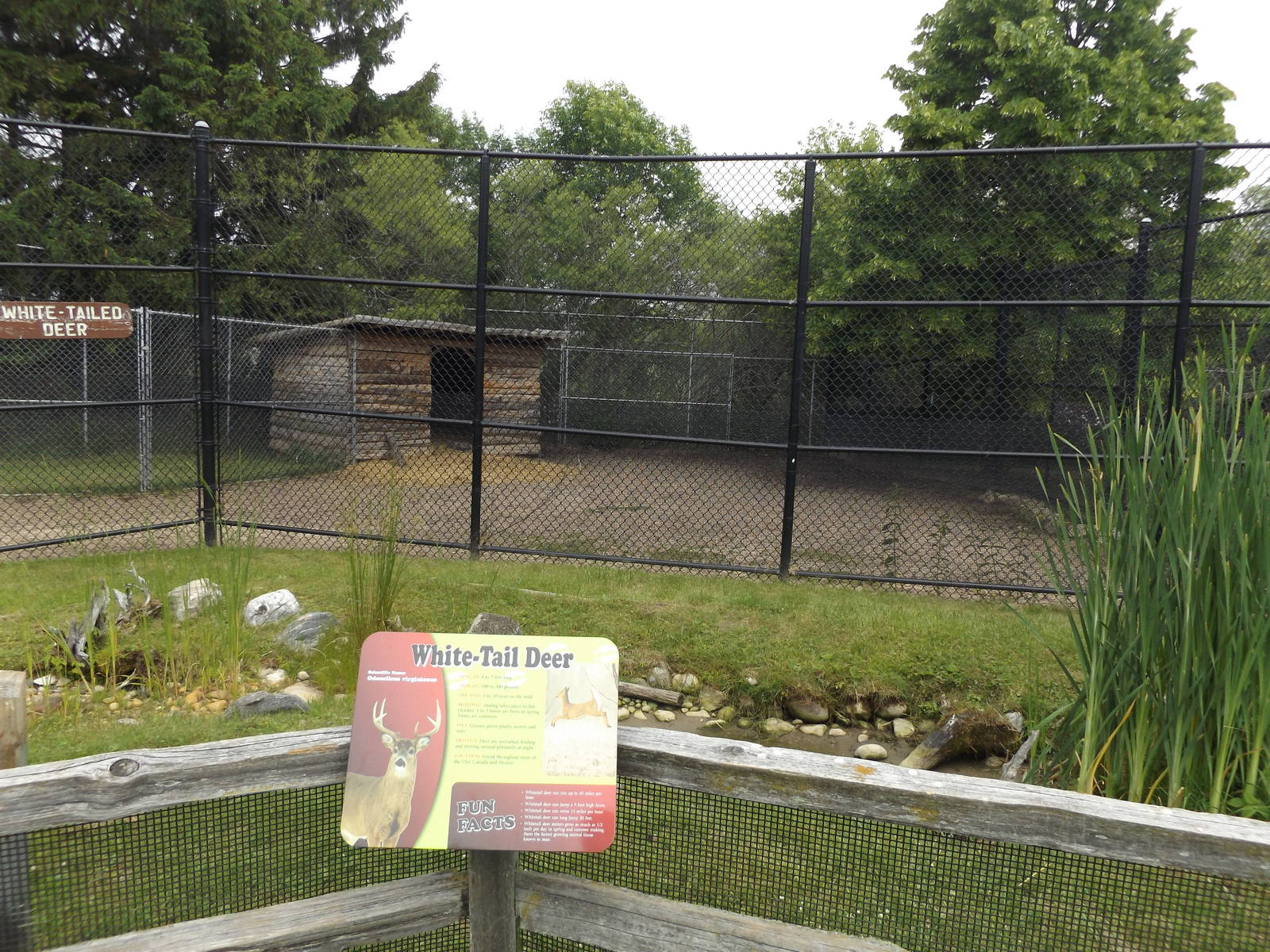 White- tailed Deer Exhibit and Info Sign
