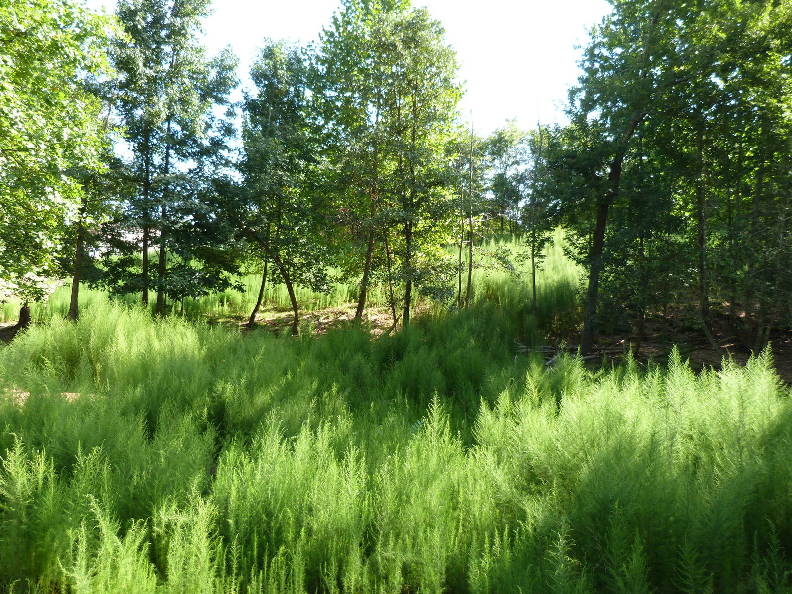 White Tailed Deer Exhibit - August 2014