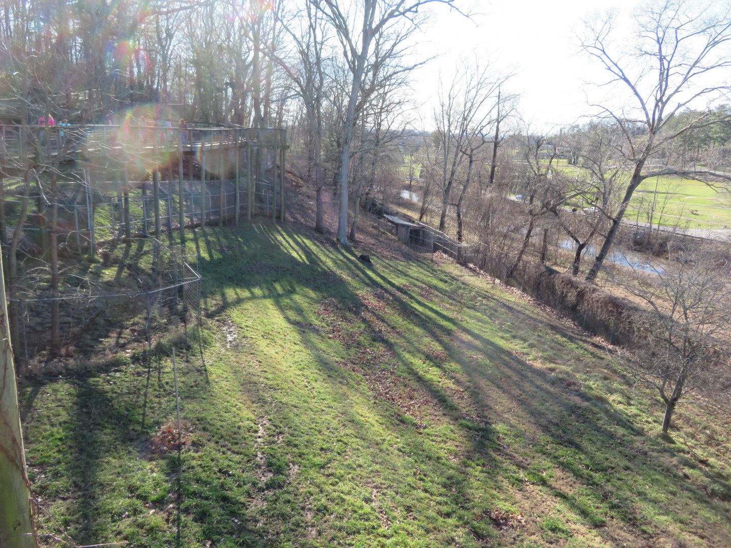 White-tailed Deer Exhibit (half)