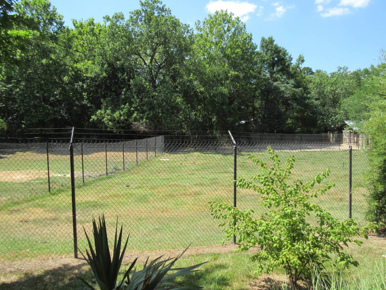 White-Tailed Deer Exhibit - Side Yard