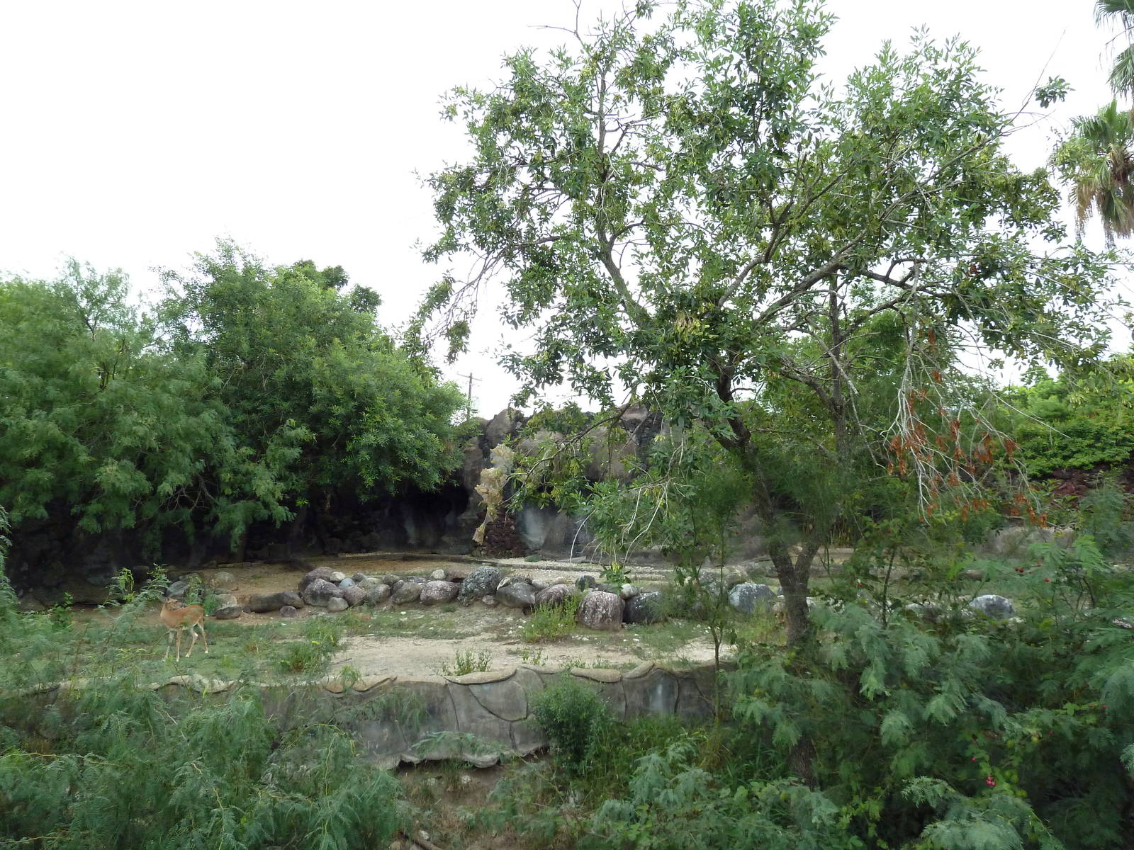 White-Tailed Deer Exhibit