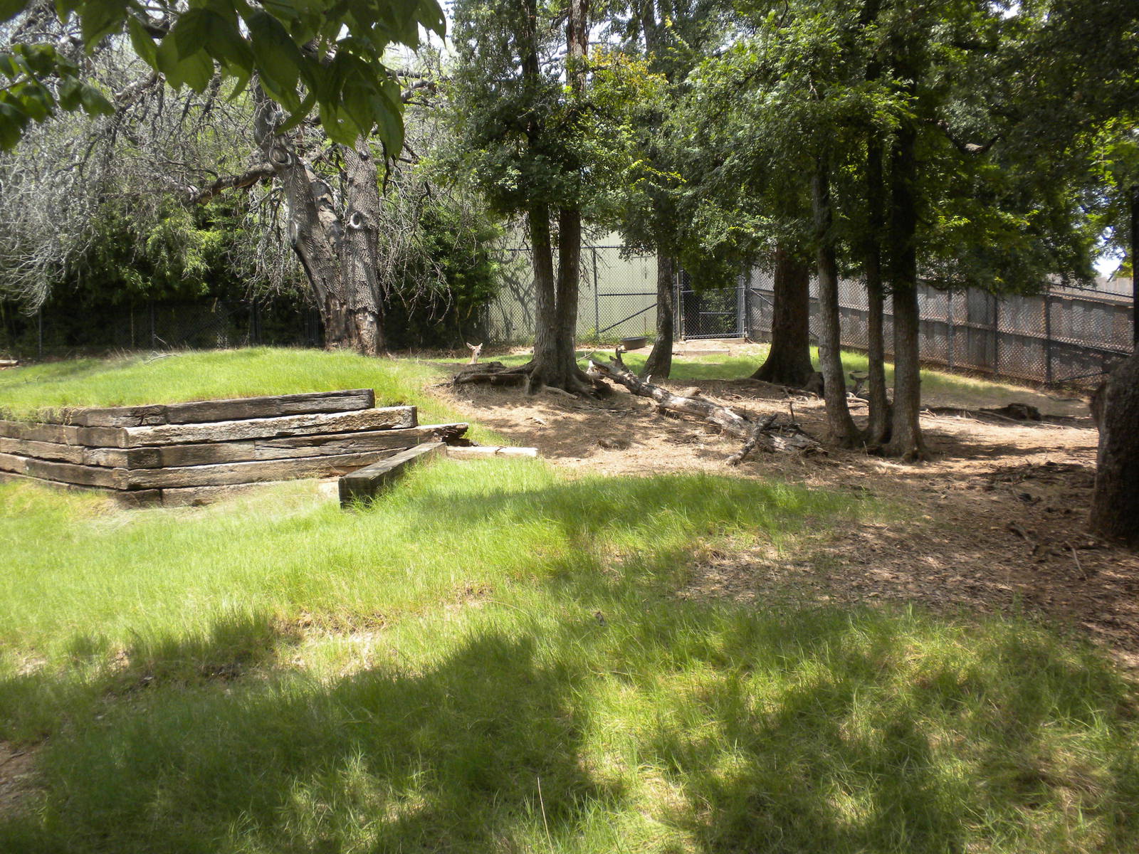 White-Tailed Deer exhibit