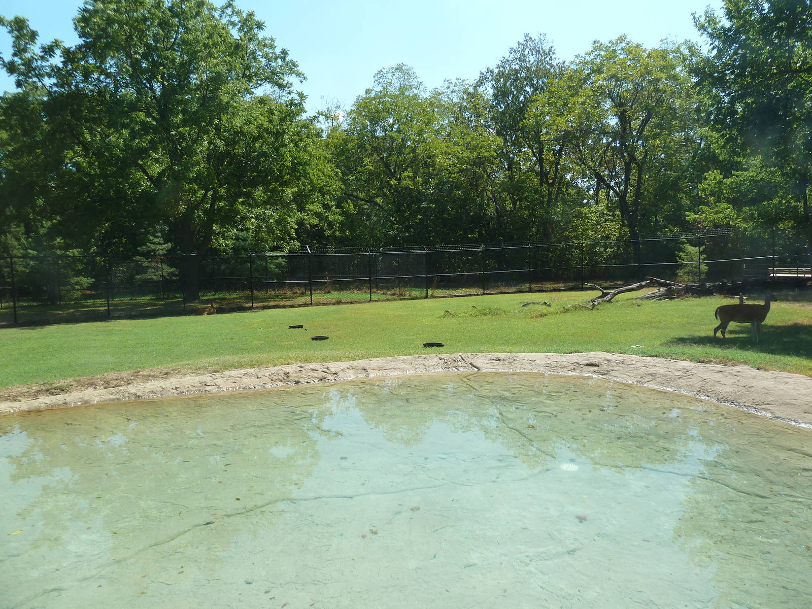 White-Tailed Deer Exhibit