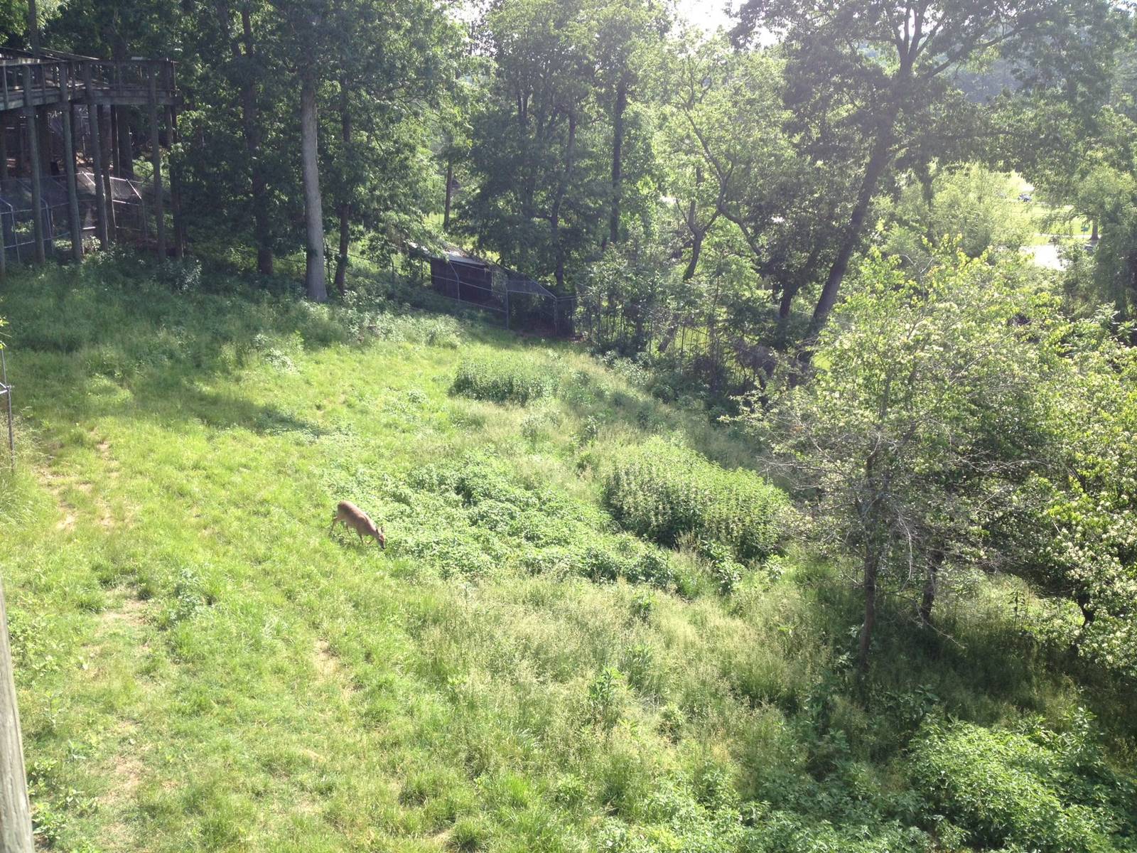 White-tailed Deer Exhibit