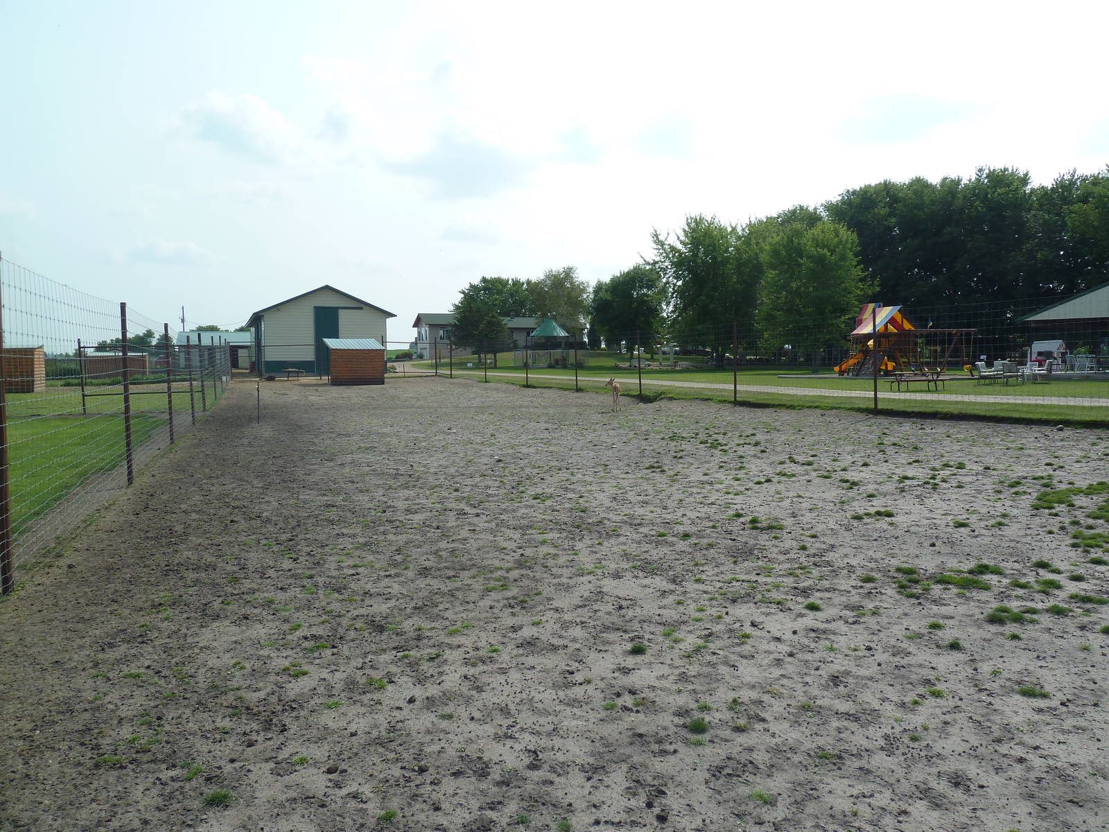 White-Tailed Deer Exhibit