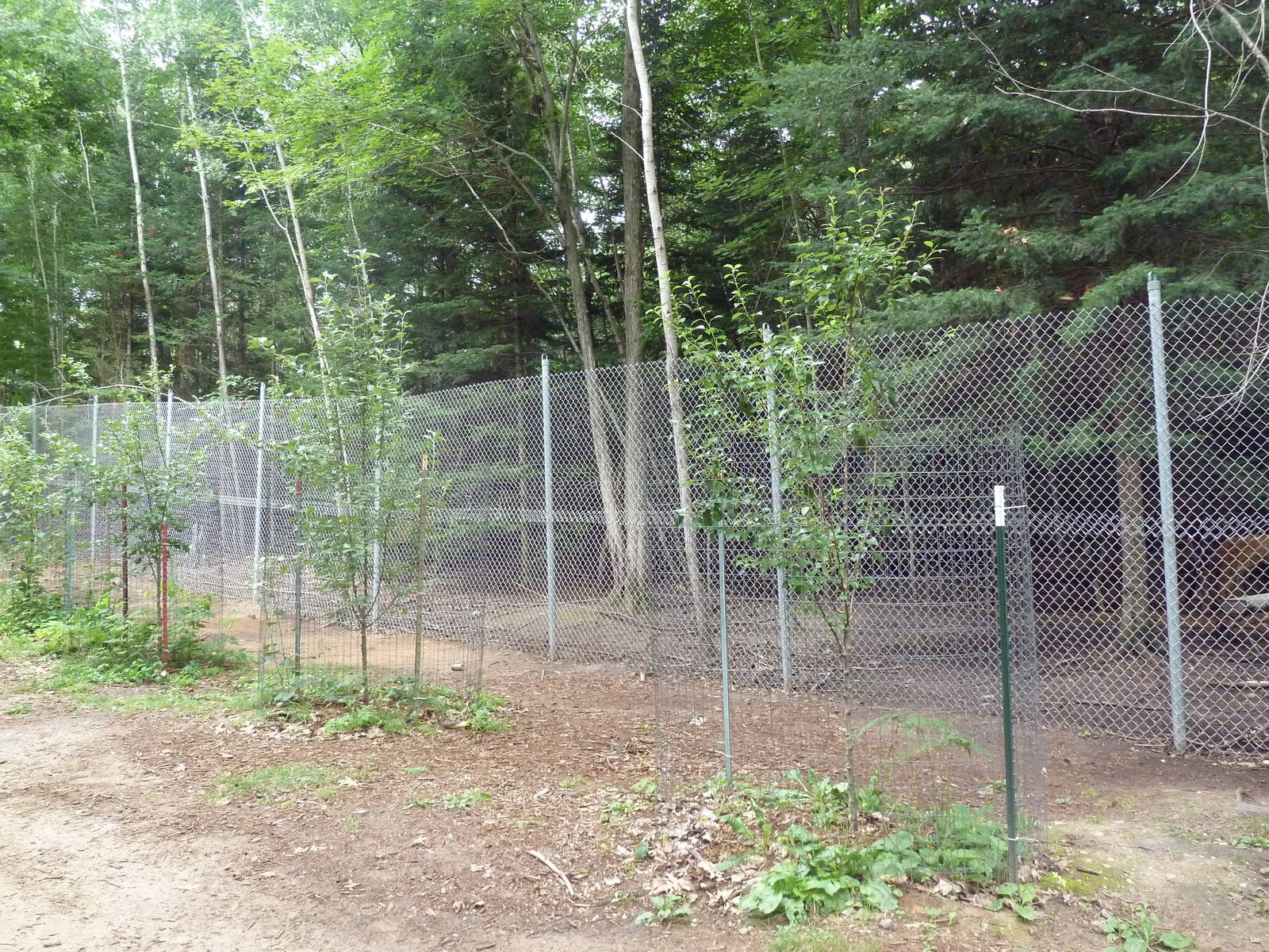 White-Tailed Deer Exhibit