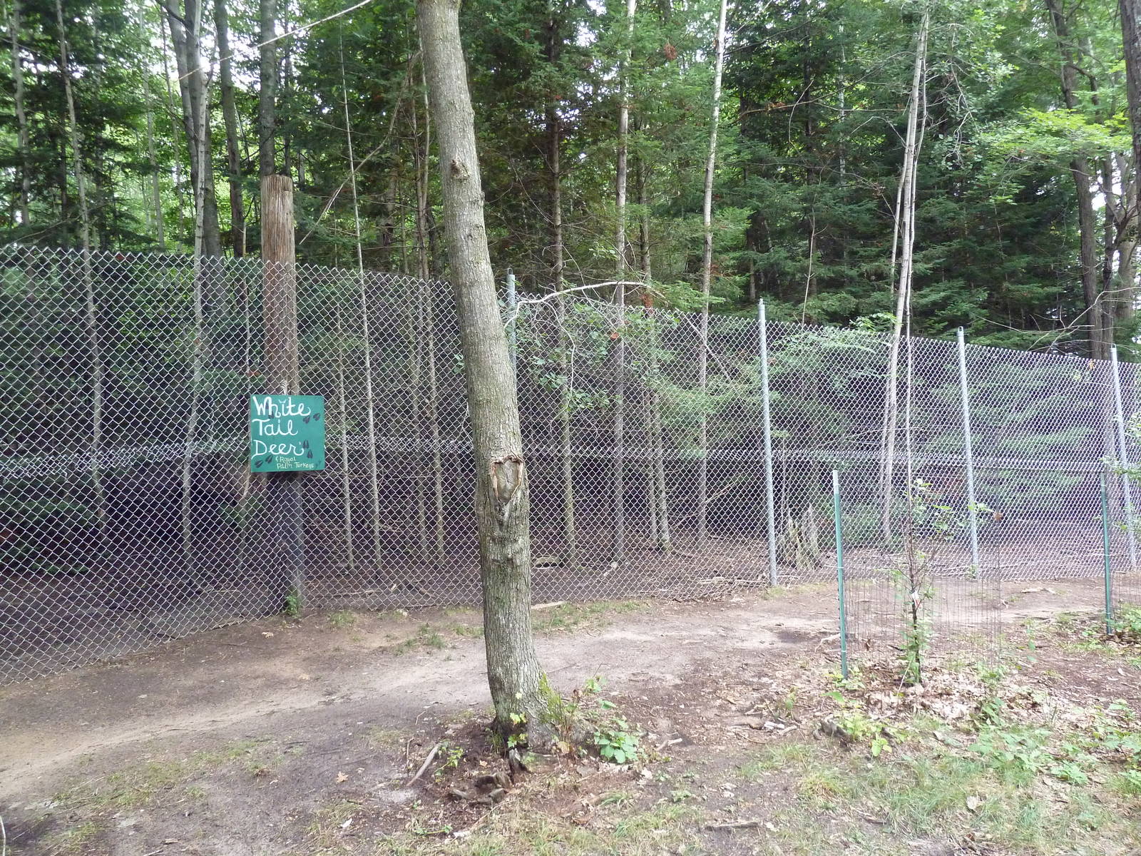 White-Tailed Deer Exhibit