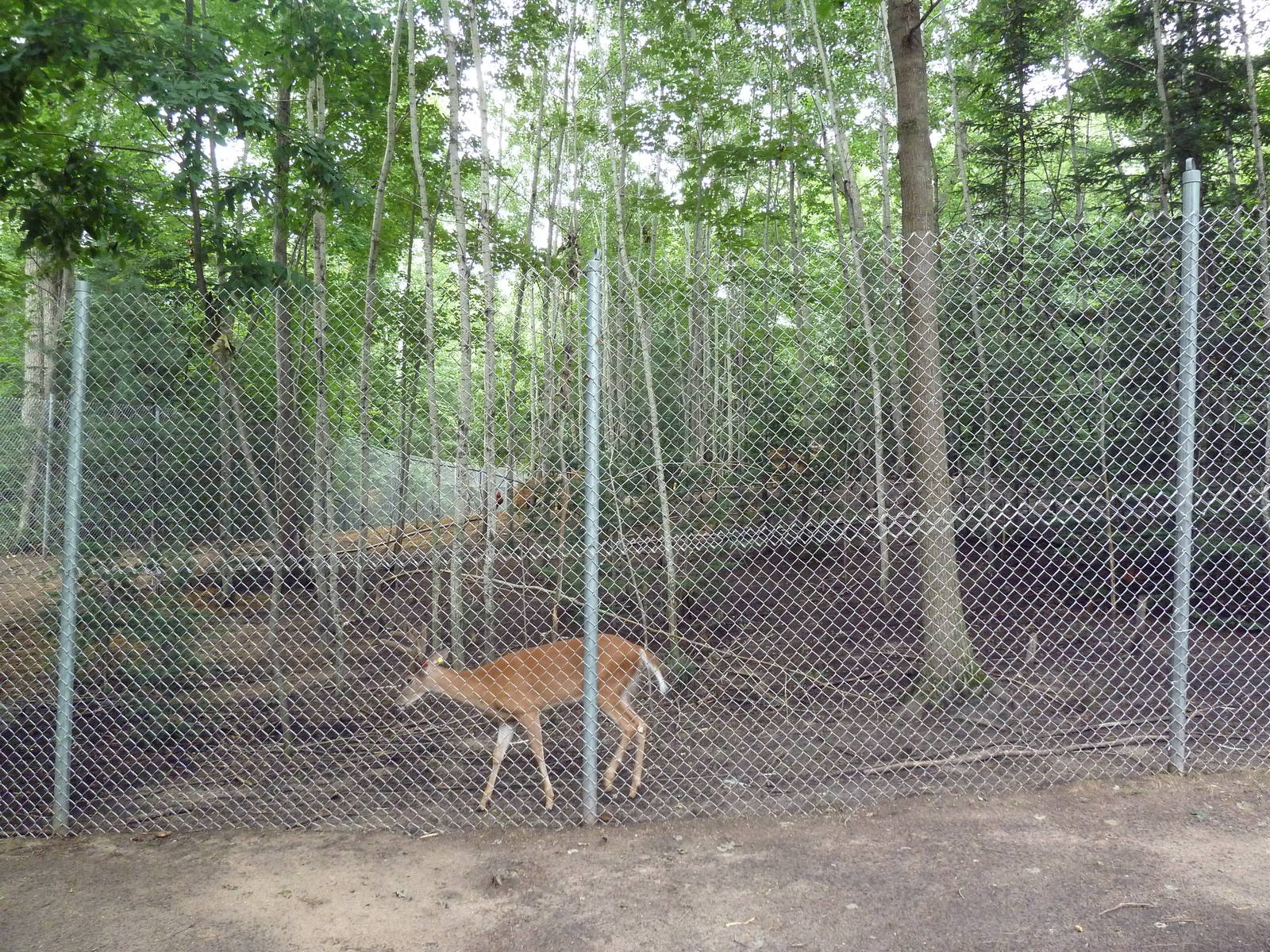 White-Tailed Deer Exhibit
