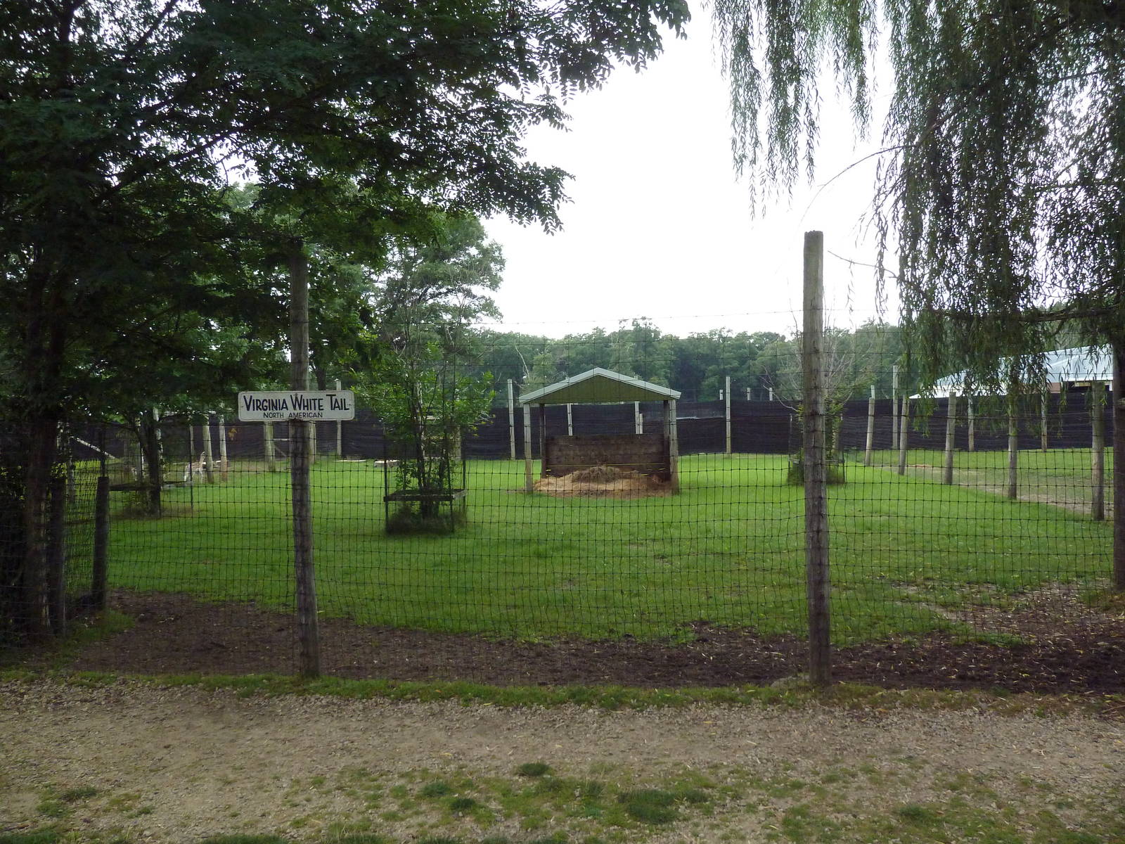 White-Tailed Deer Exhibit