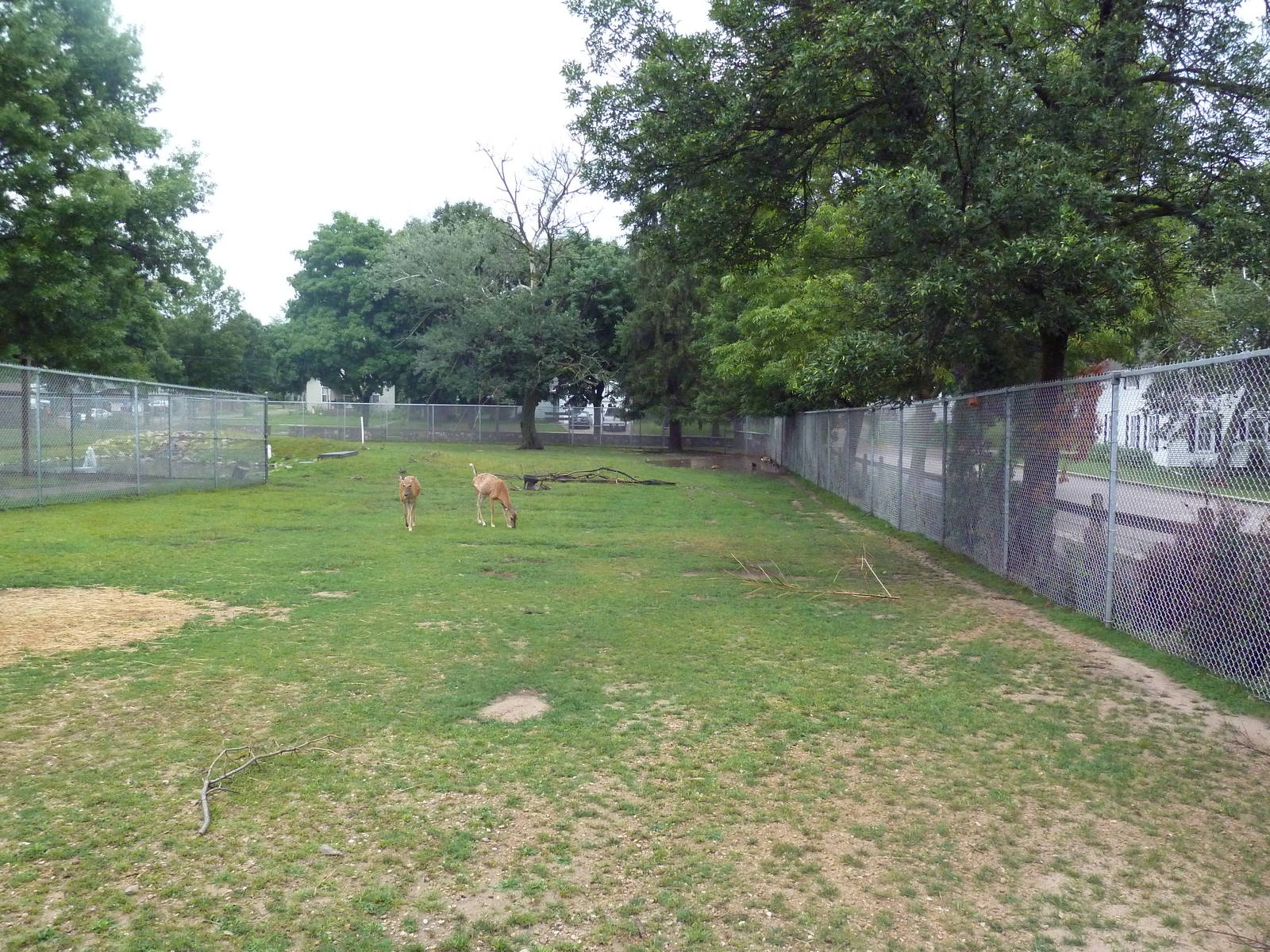 White-Tailed Deer Exhibit