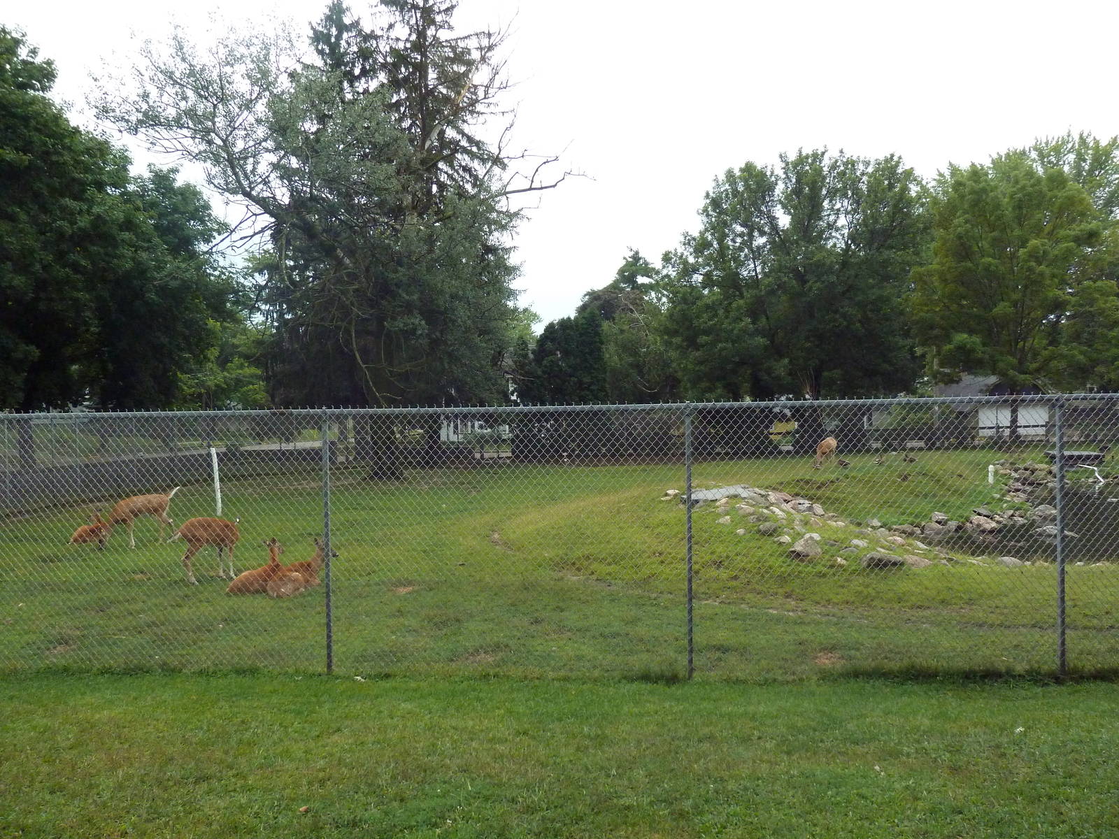 White-Tailed Deer Exhibit