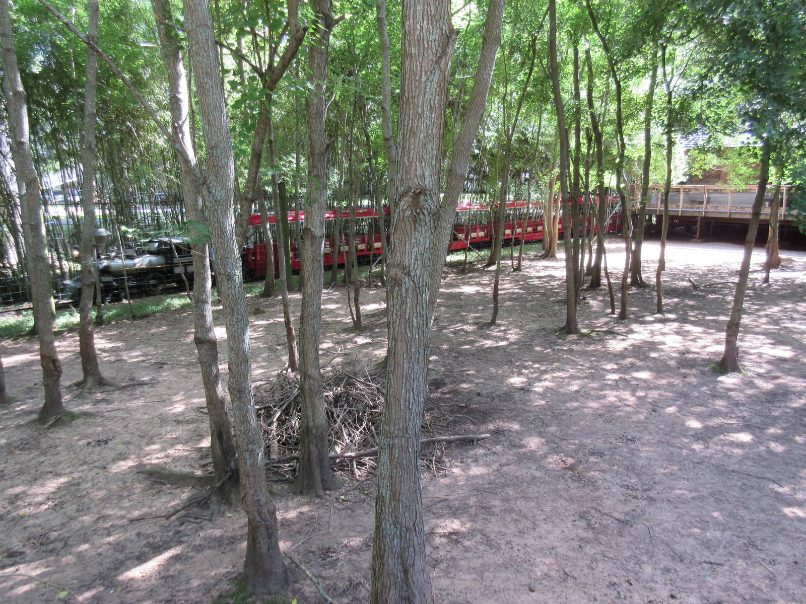 White-Tailed Deer Exhibit