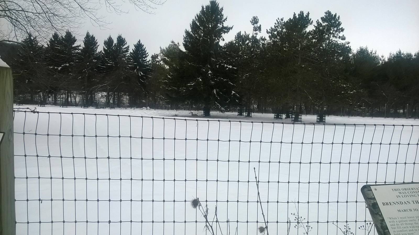 White-tailed Deer Exhibit