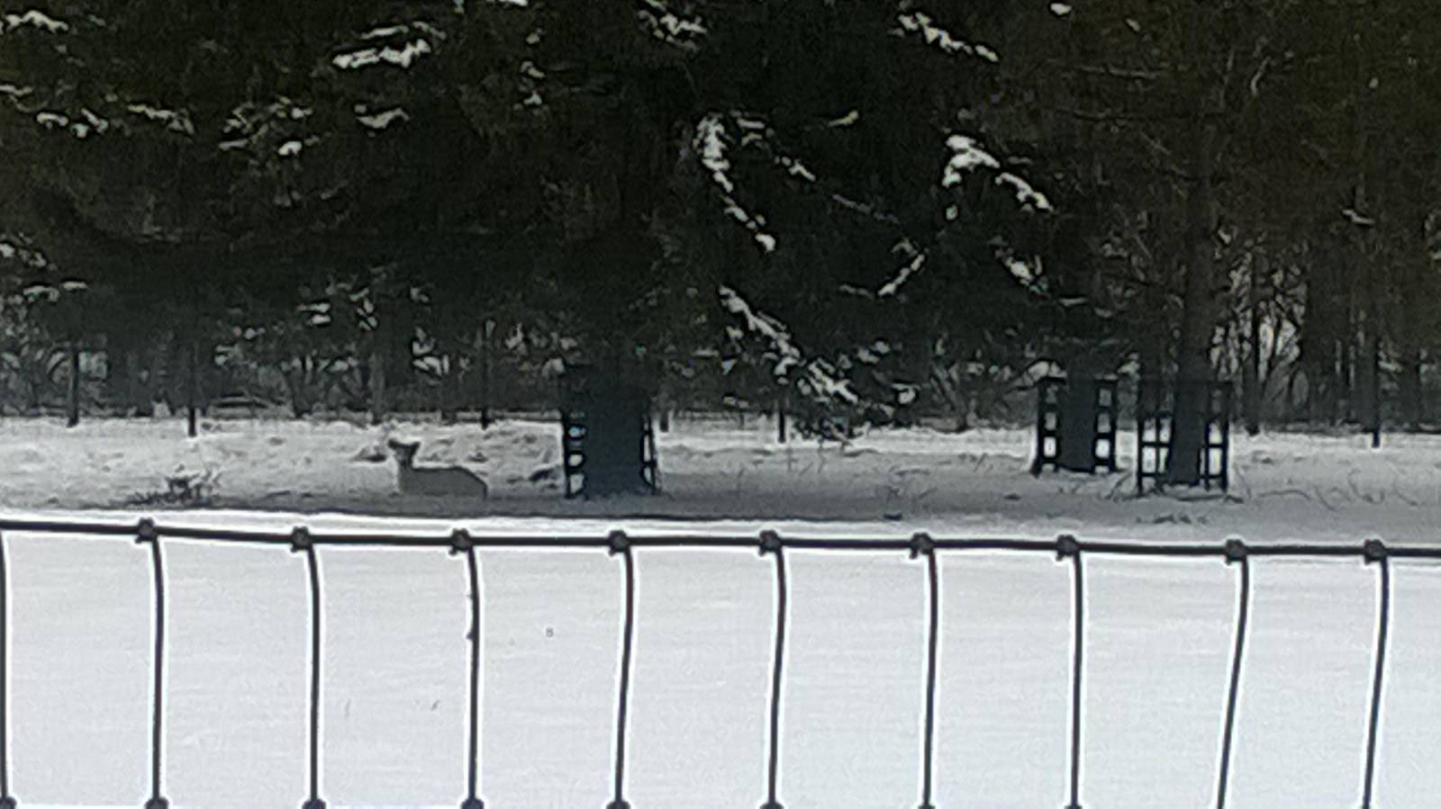 White-tailed Deer Exhibit