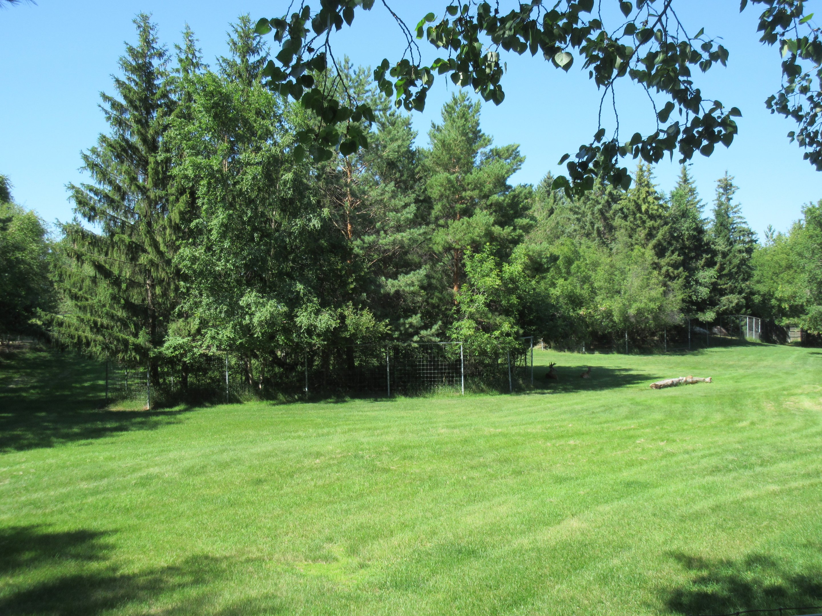 White-tailed Deer Exhibit