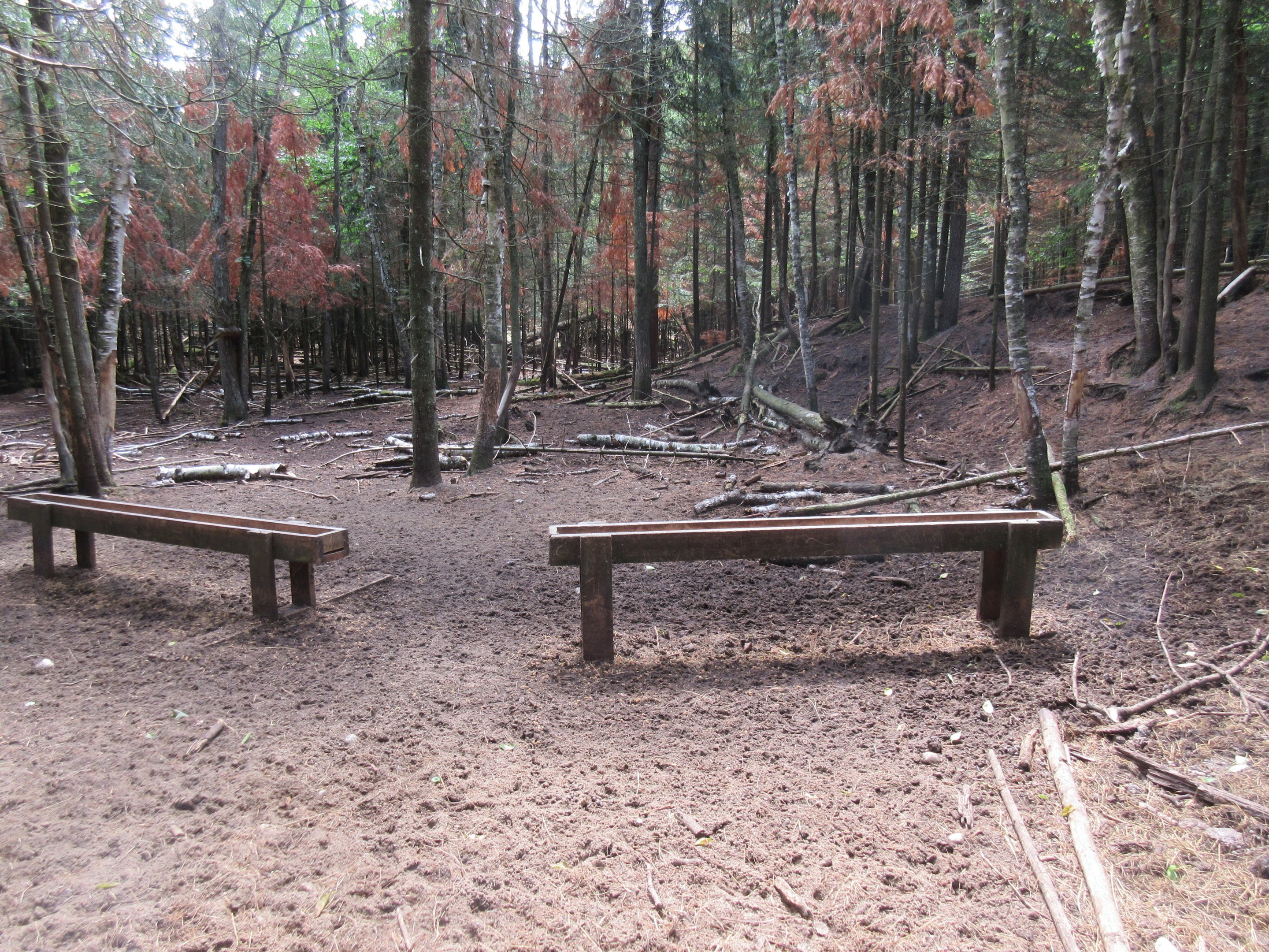 White-tailed Deer Exhibit
