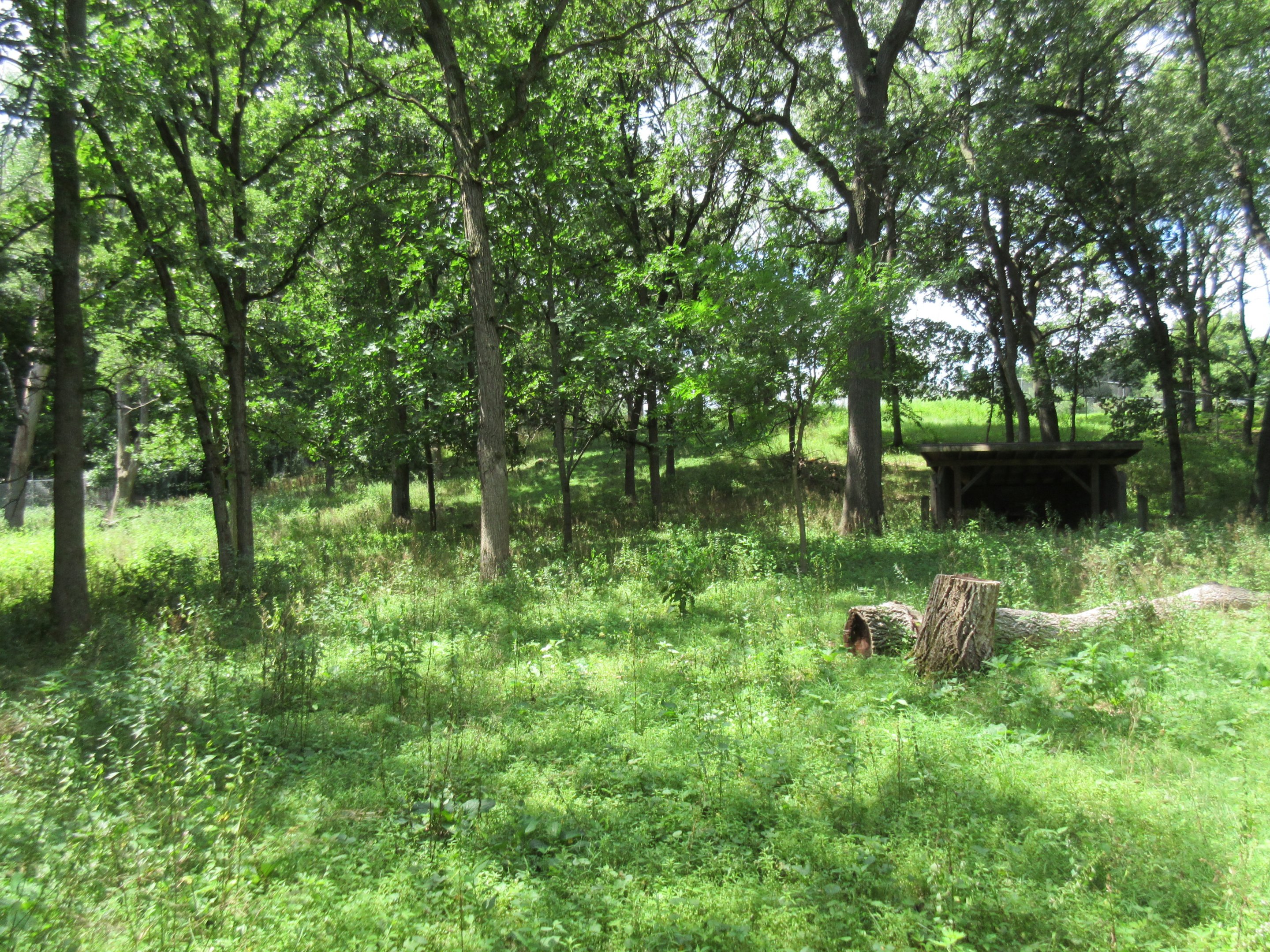 White-tailed Deer Exhibit