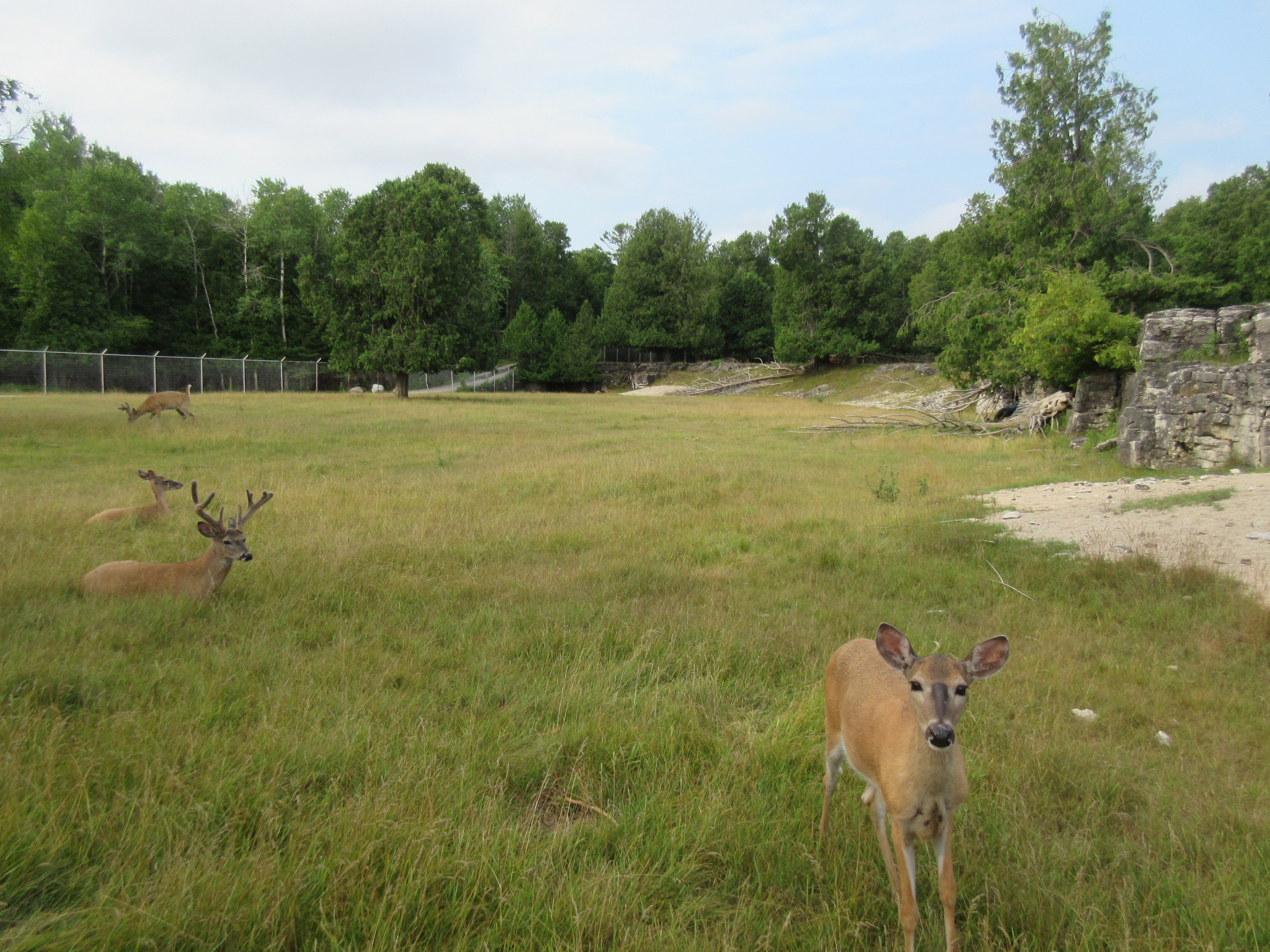 White-tailed Deer Exhibit