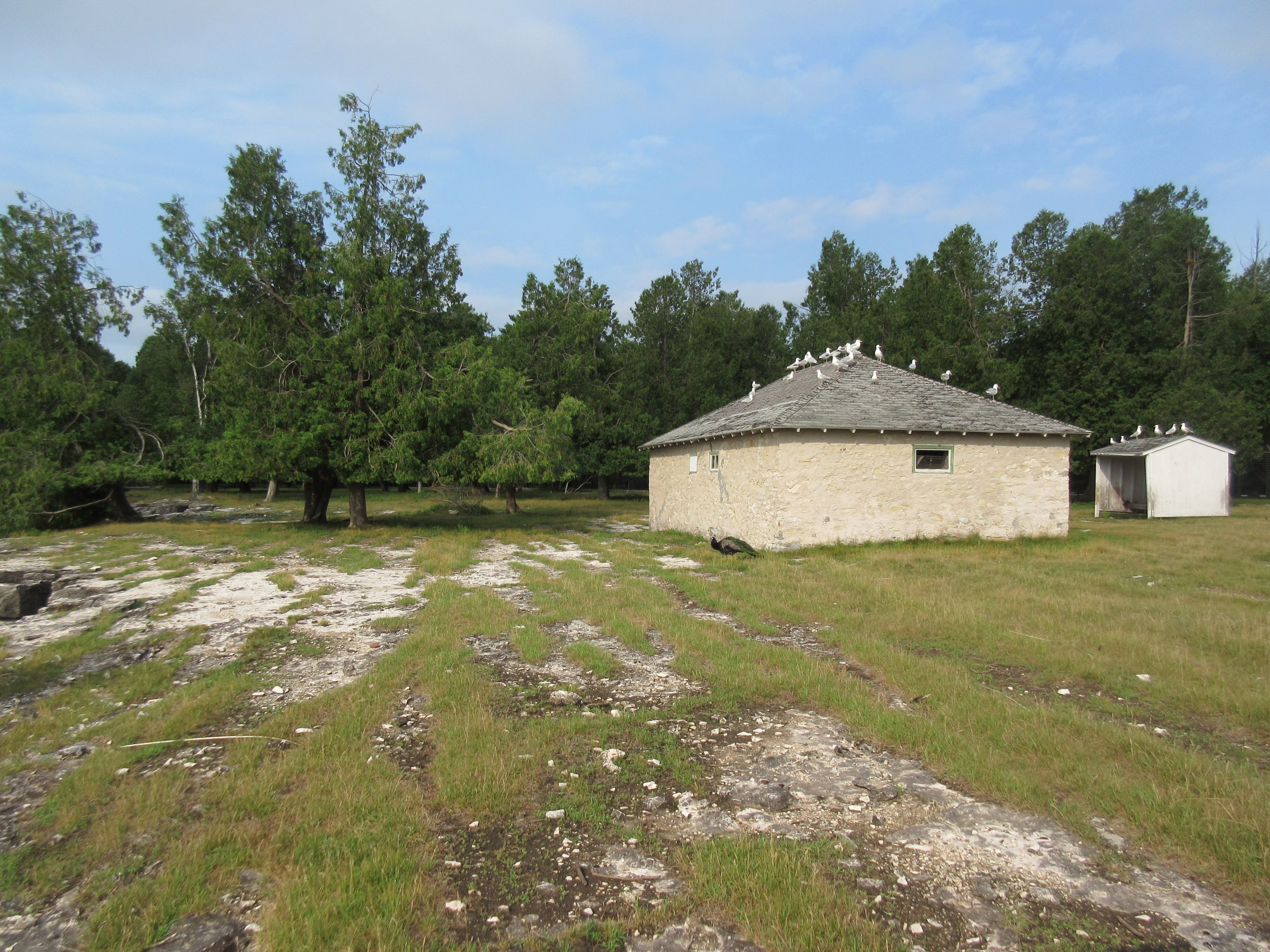 White-tailed Deer Exhibit