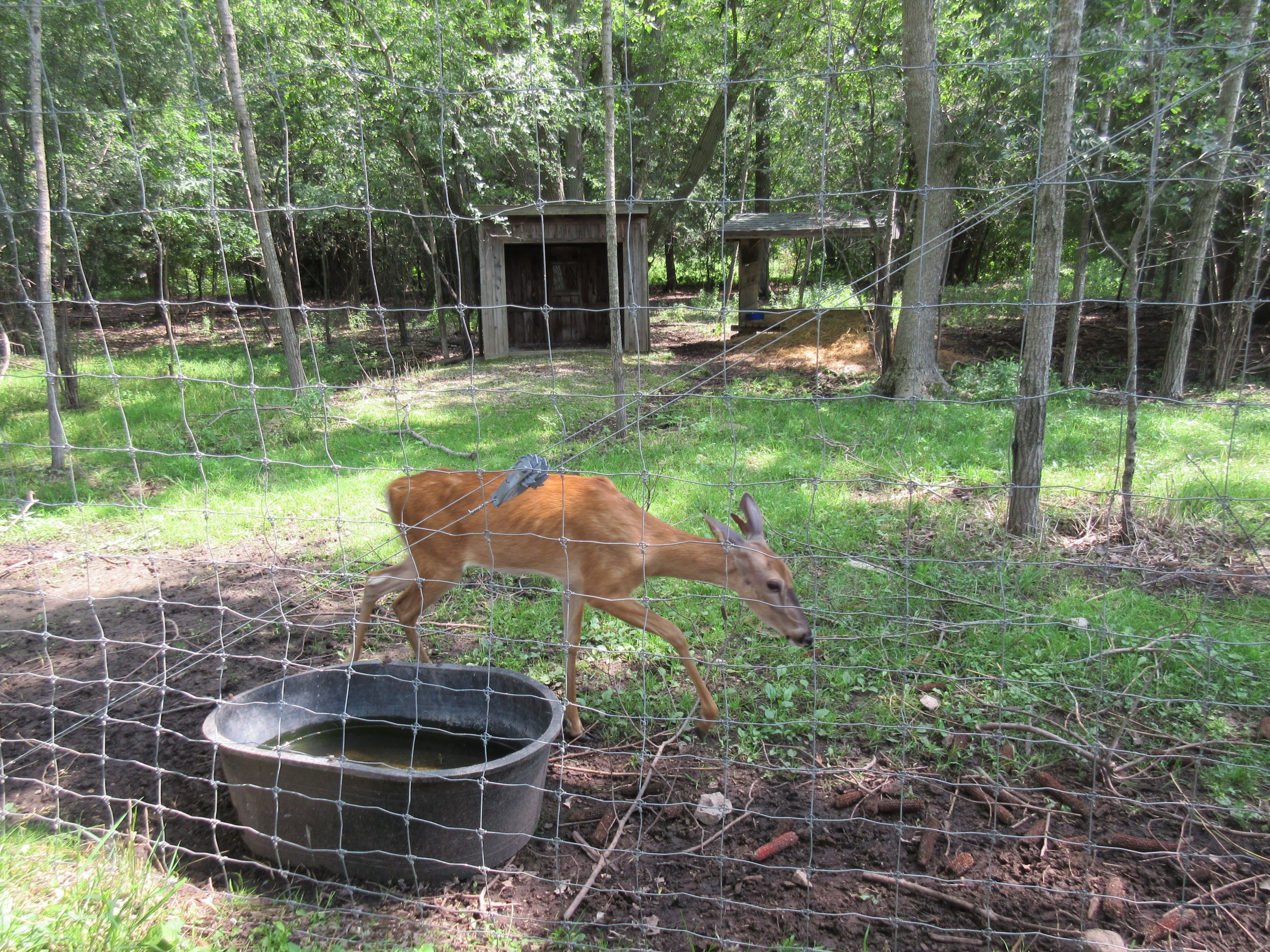 White-tailed Deer Exhibit