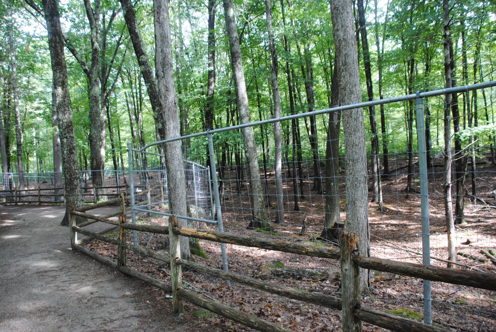 White-tailed Deer exhibit