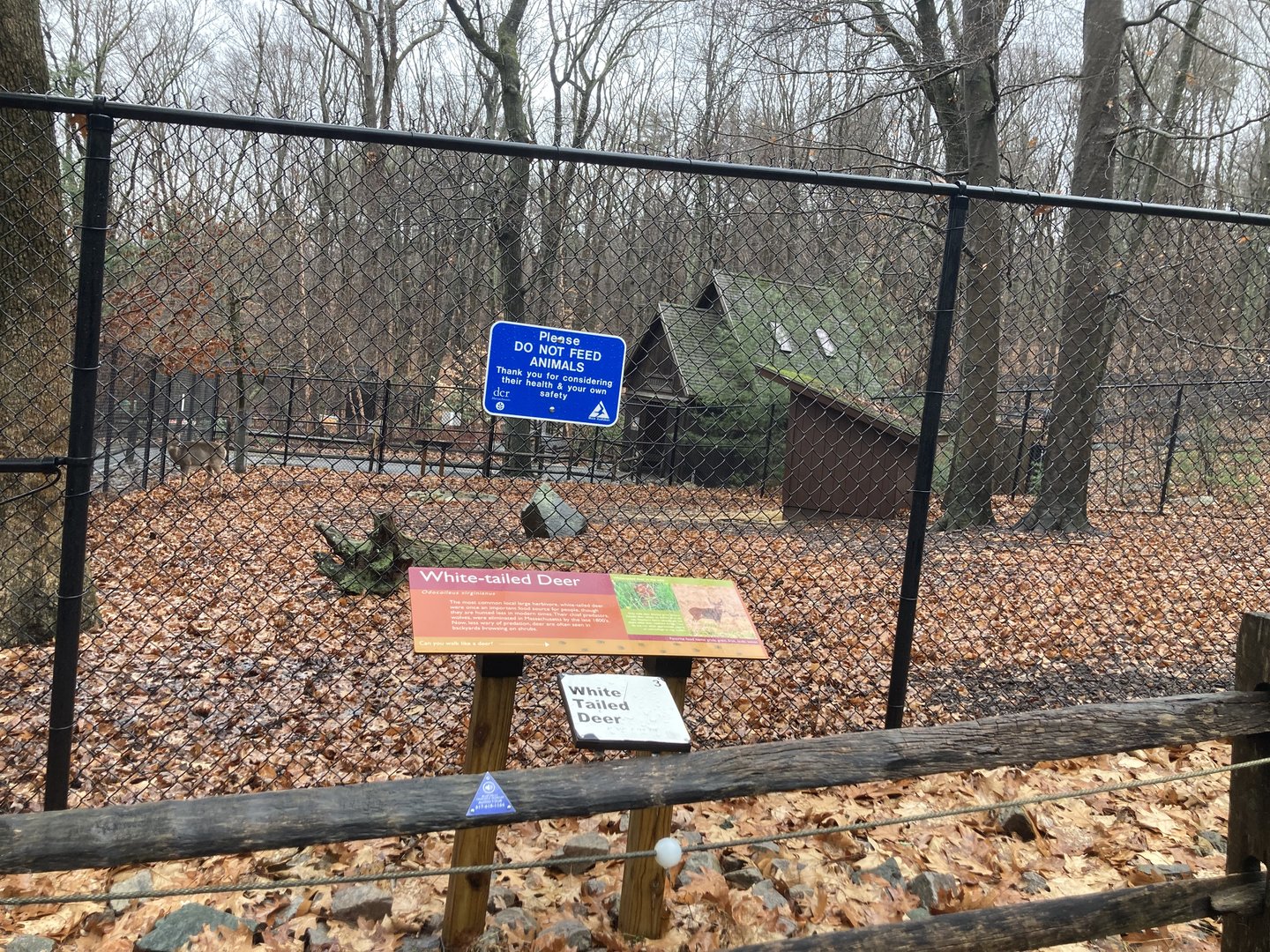 White Tailed Deer Exhibit