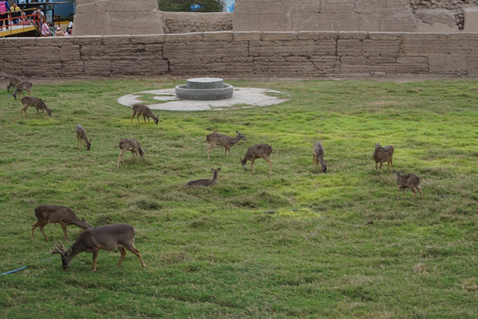 White-tailed deer exhibit
