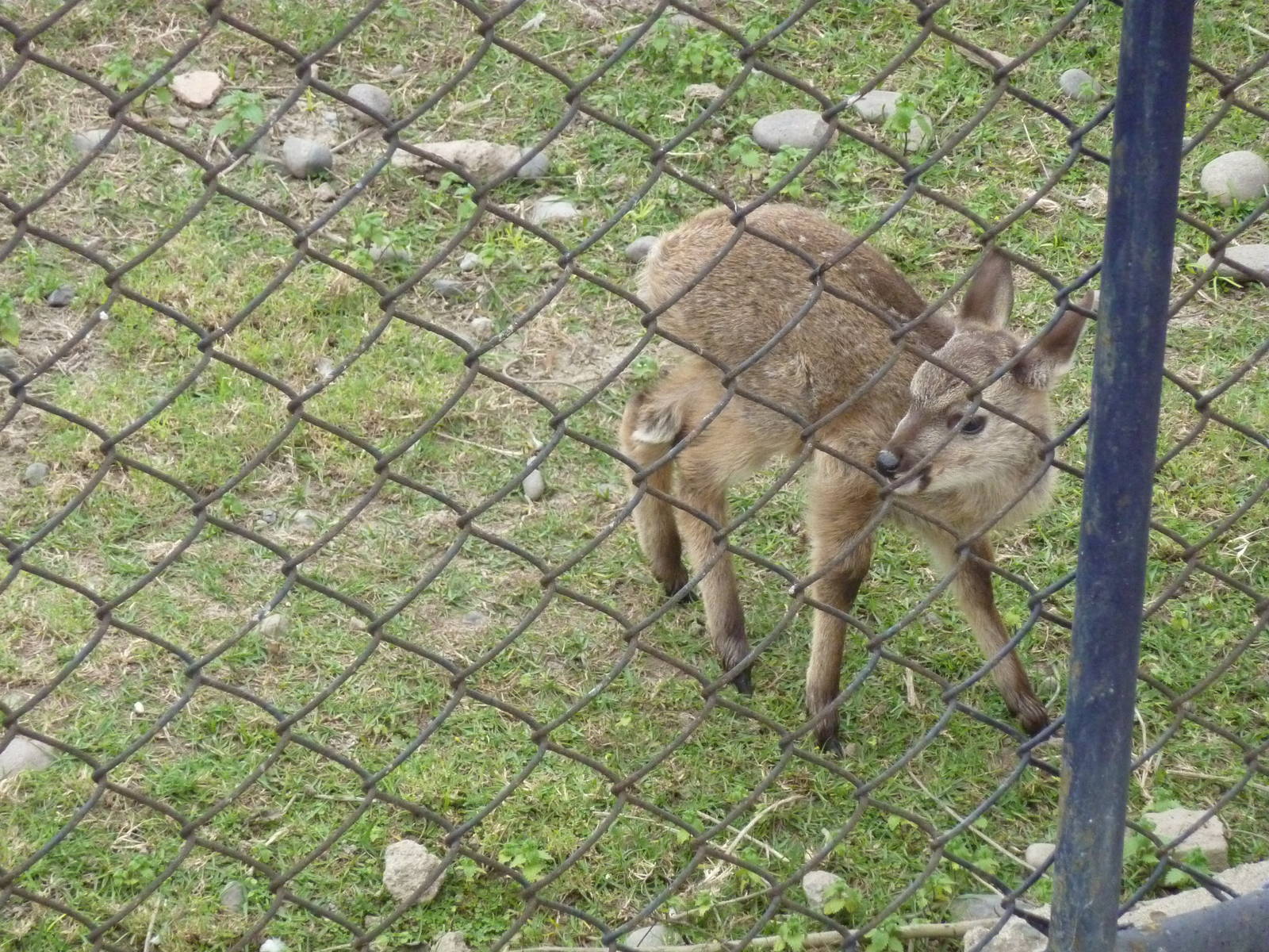 White-tailed Deer fawn